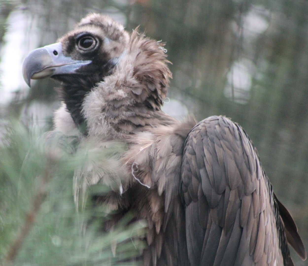 European black vulture