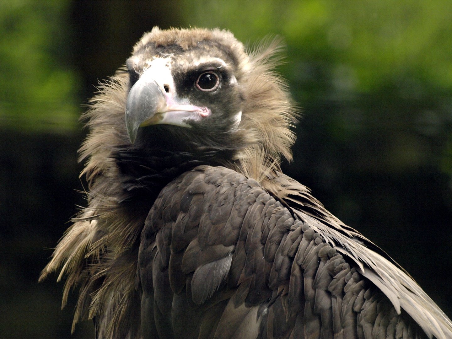 European black vulture