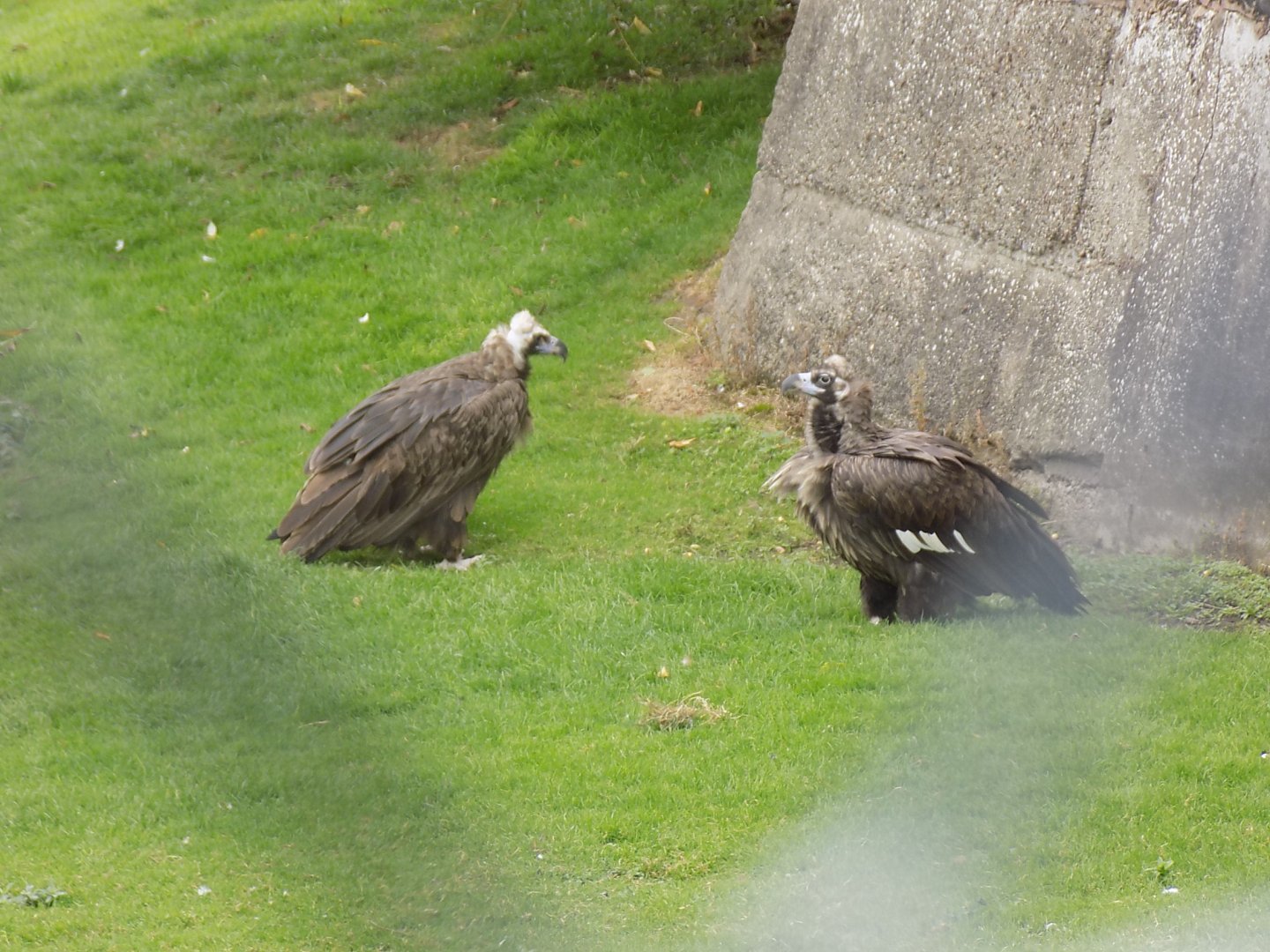 European Black Vulture