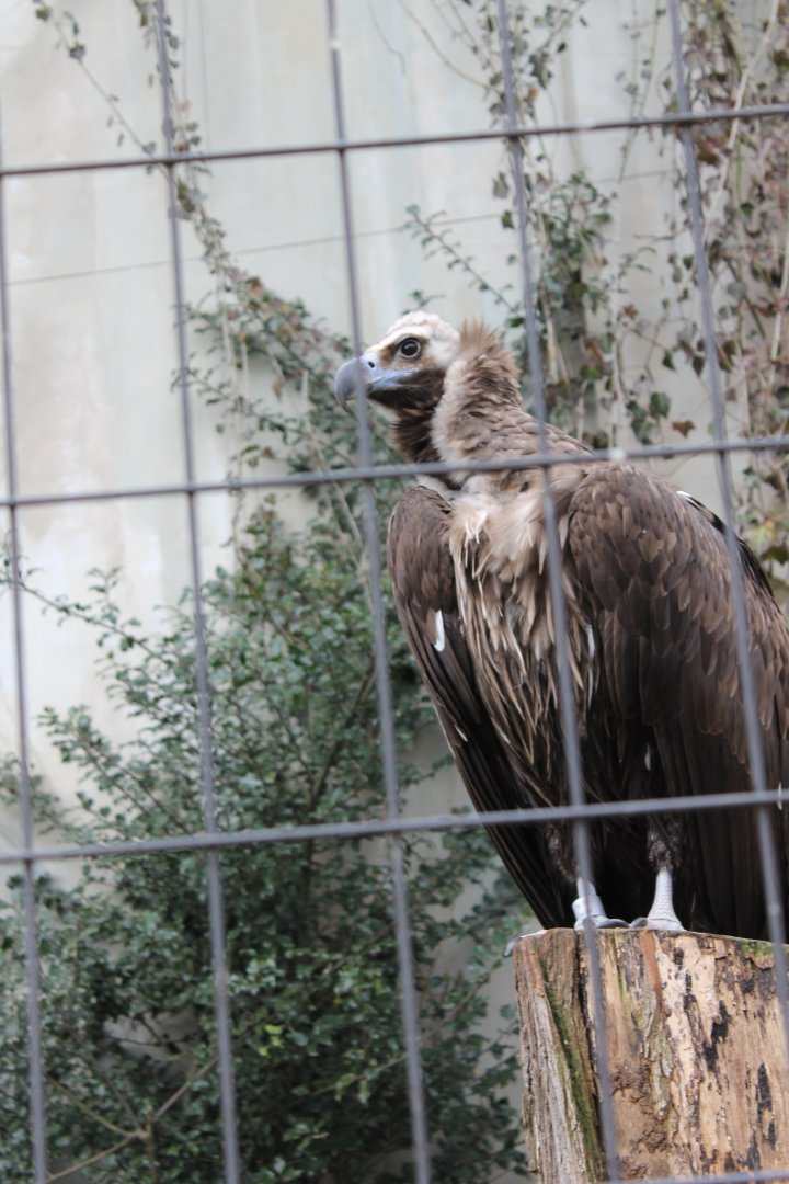 European black vulture
