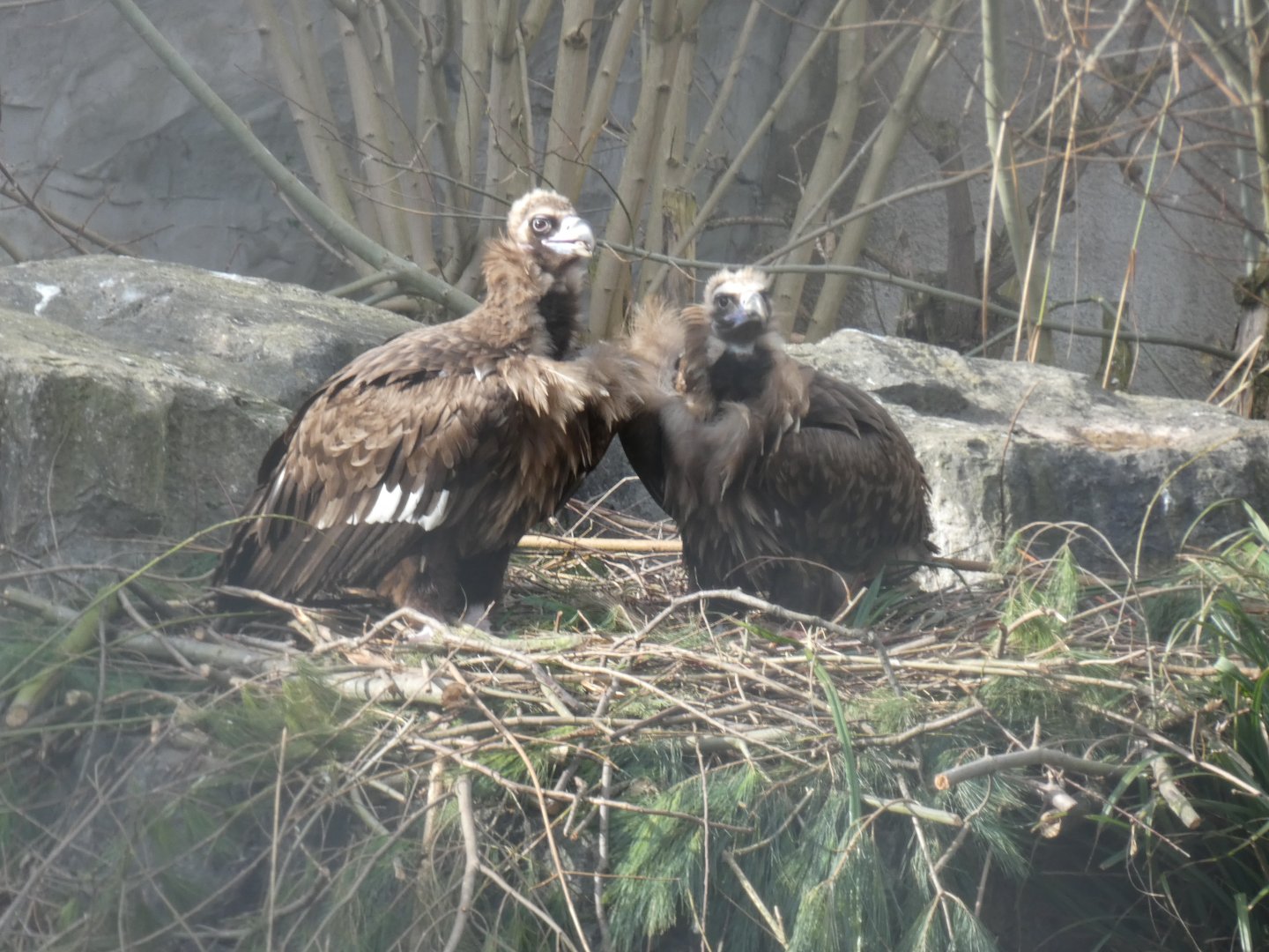 European Black Vulture