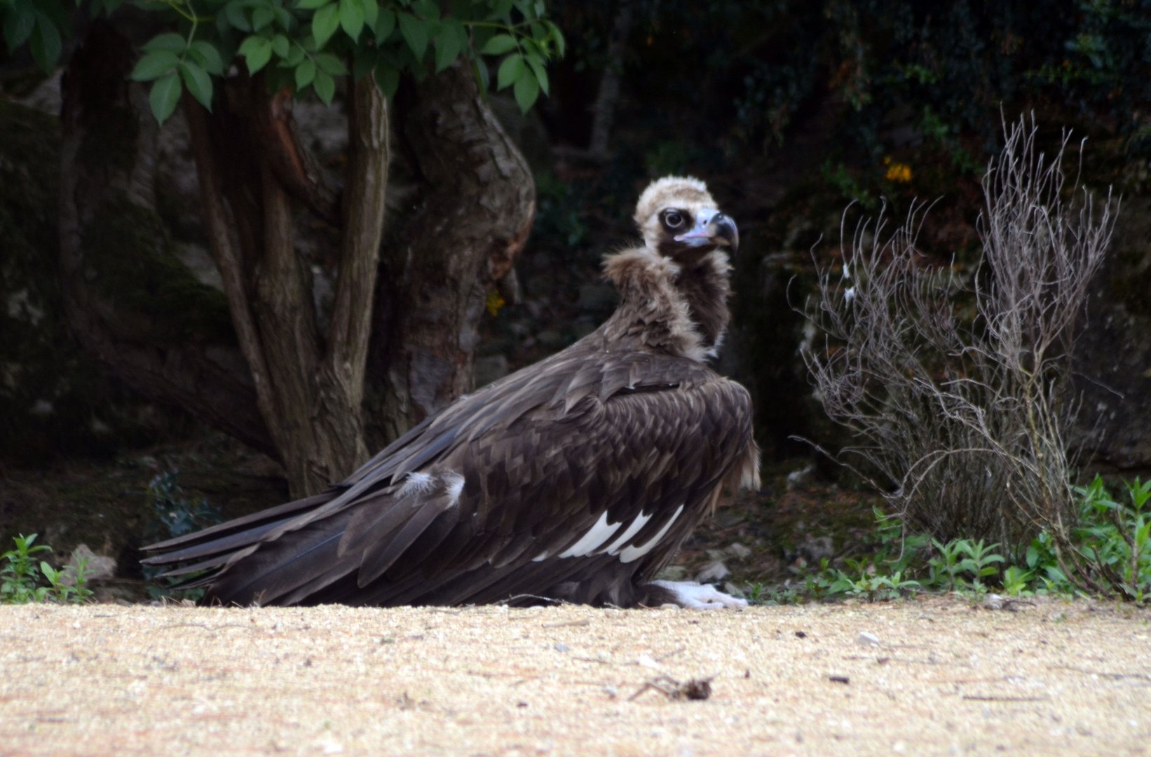 European Black Vulture