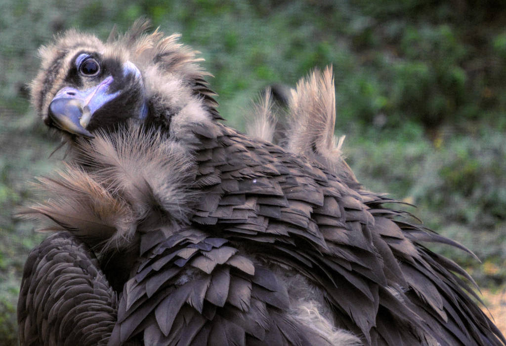 European black vulture