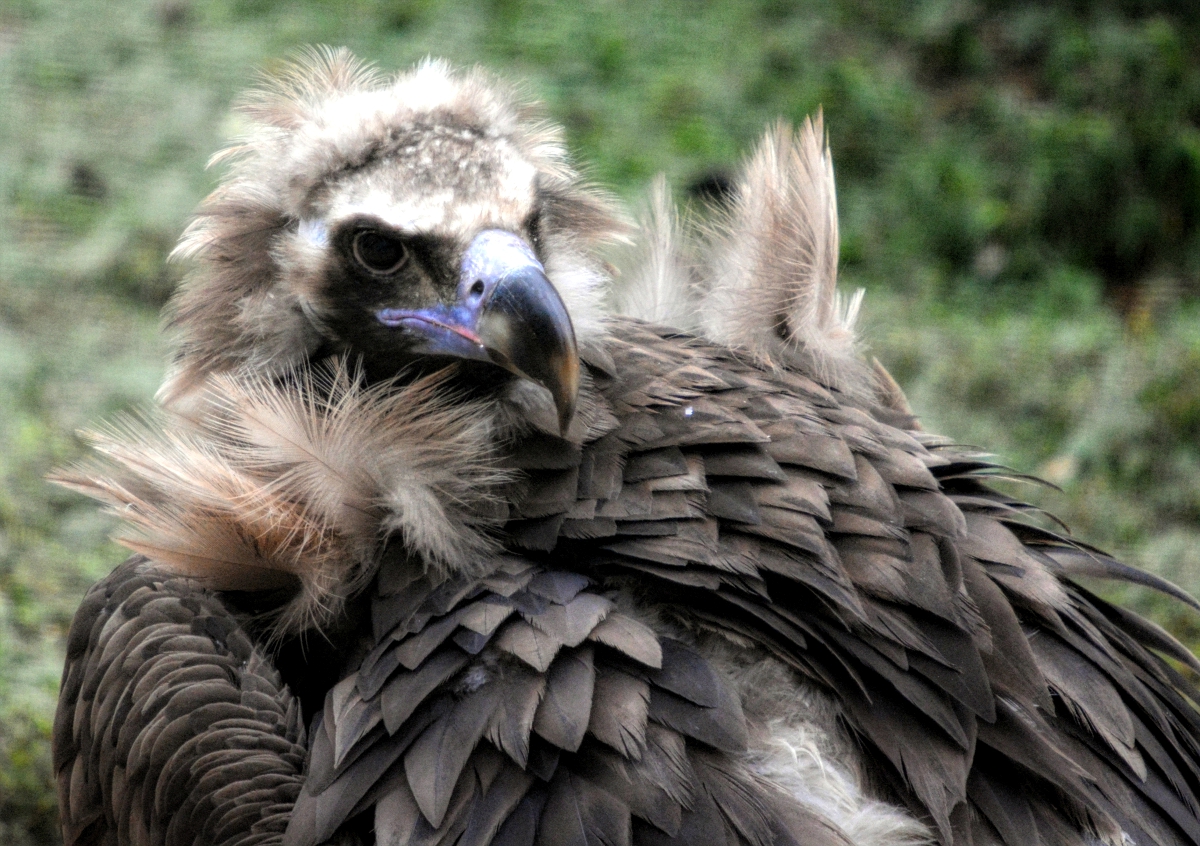 European Black Vulture