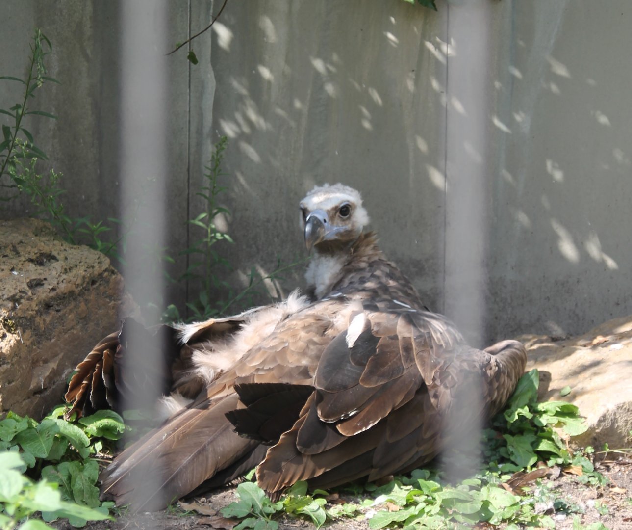 European black vulture
