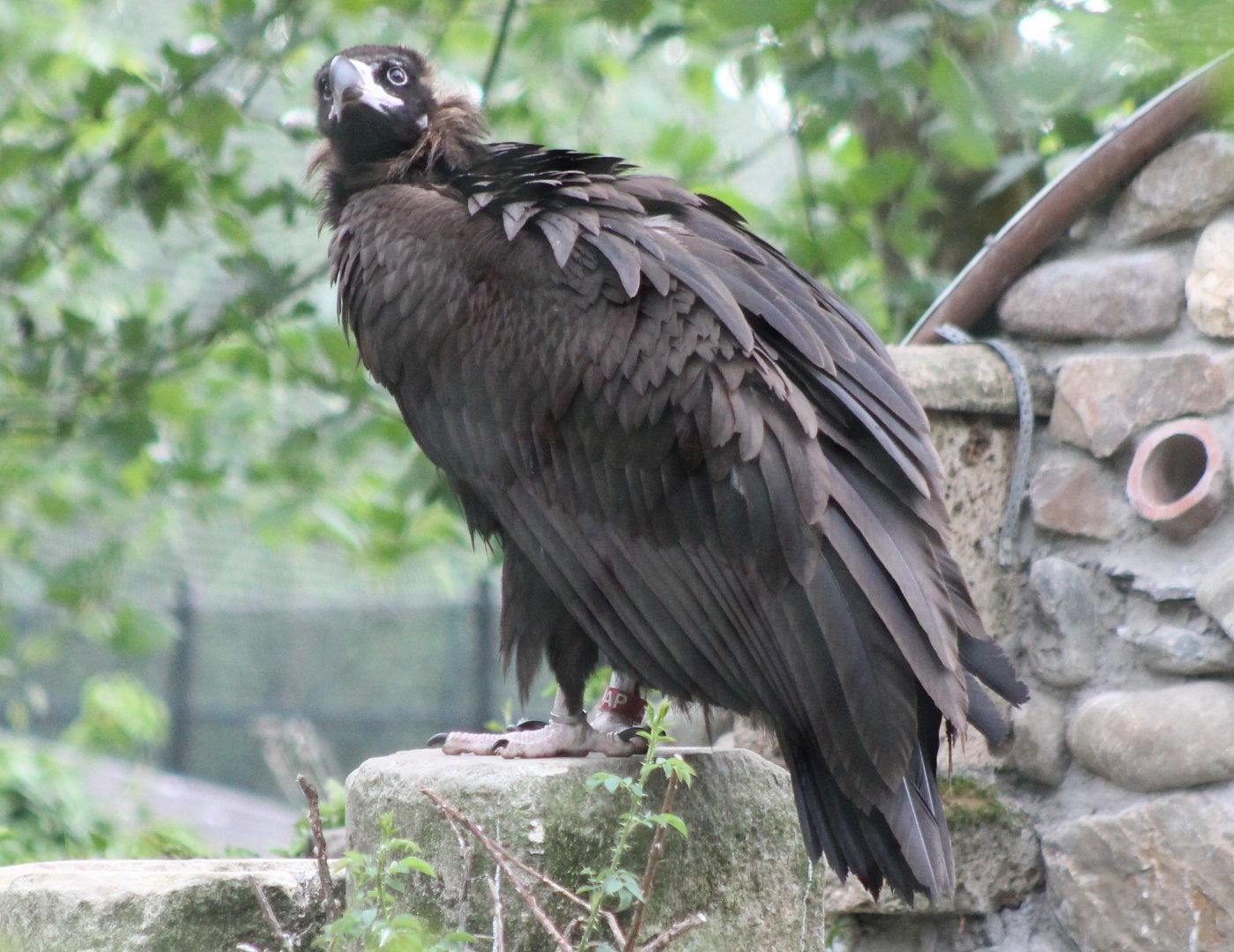 European black vulture