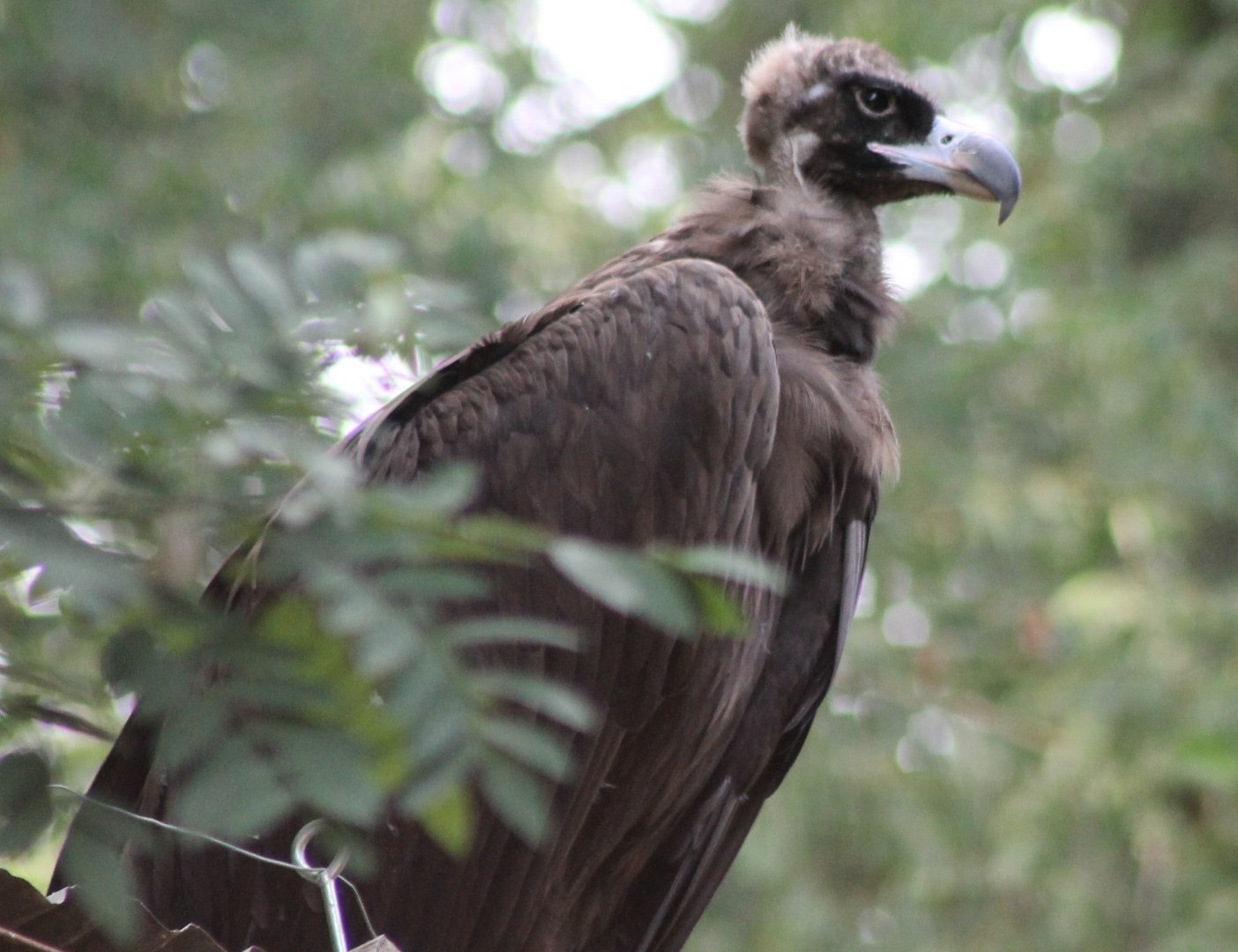European black vulture