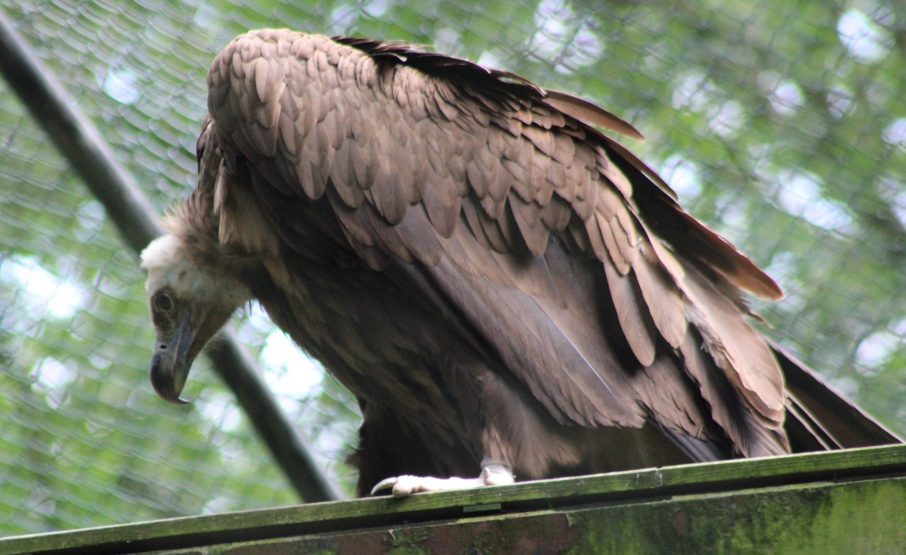 European black vulture