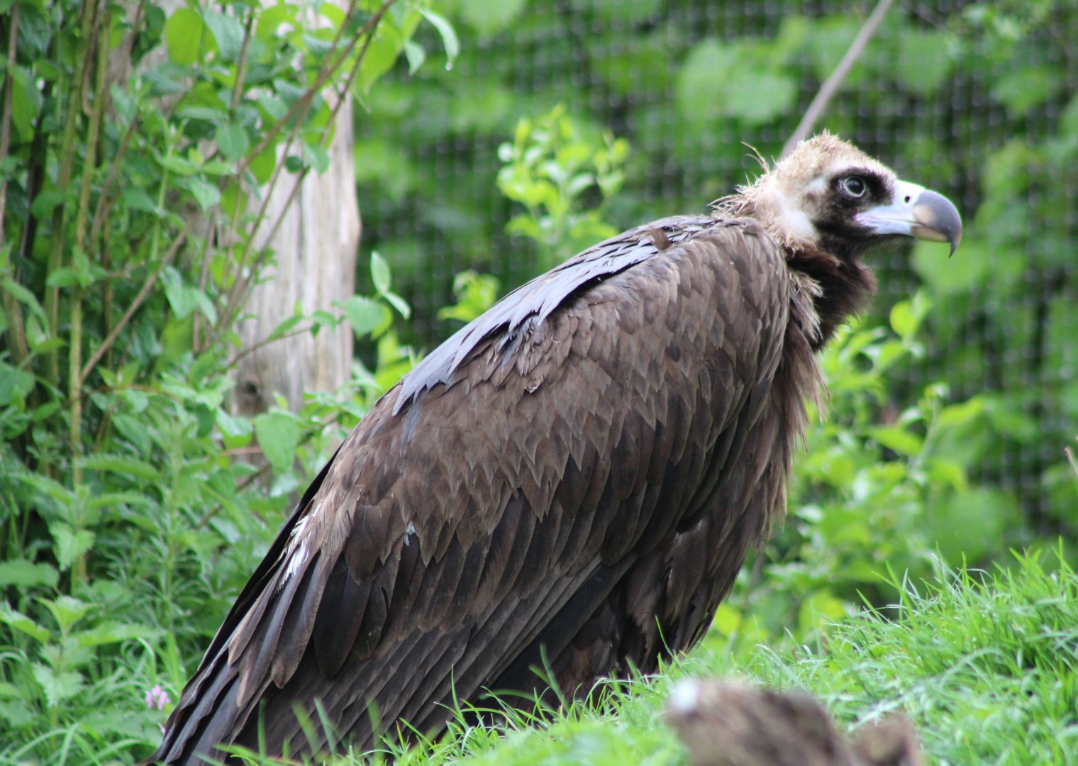 European black vulture