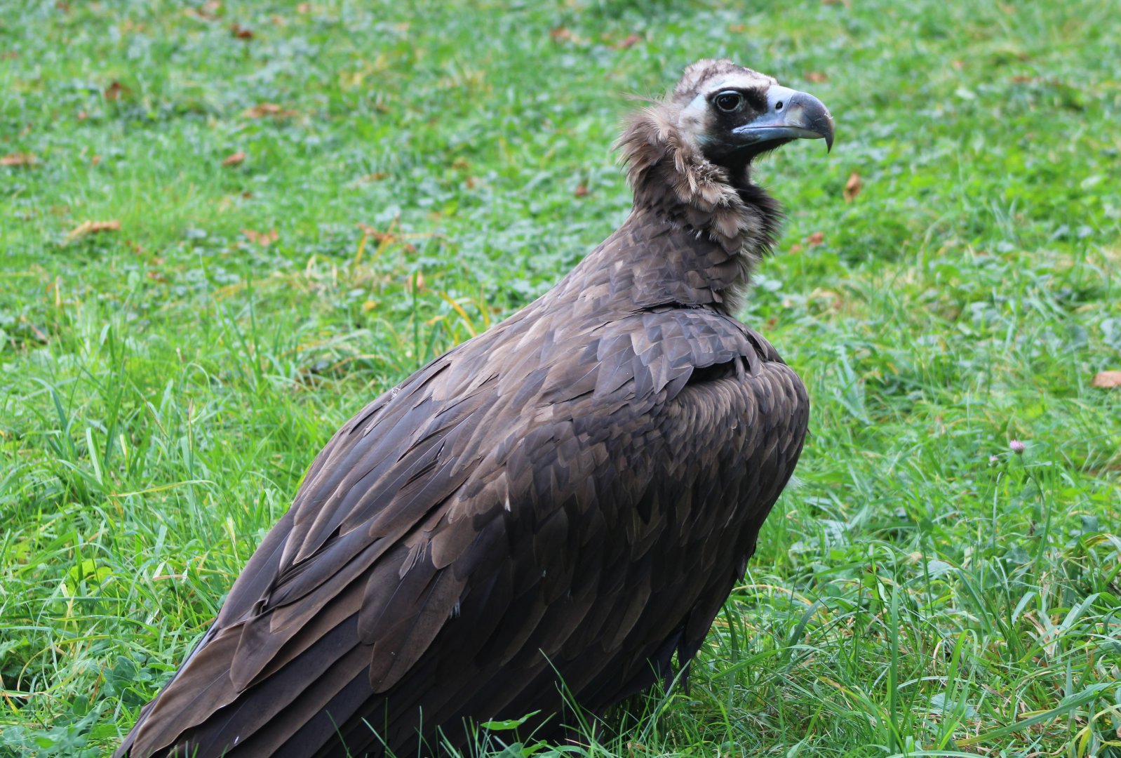 European black vulture