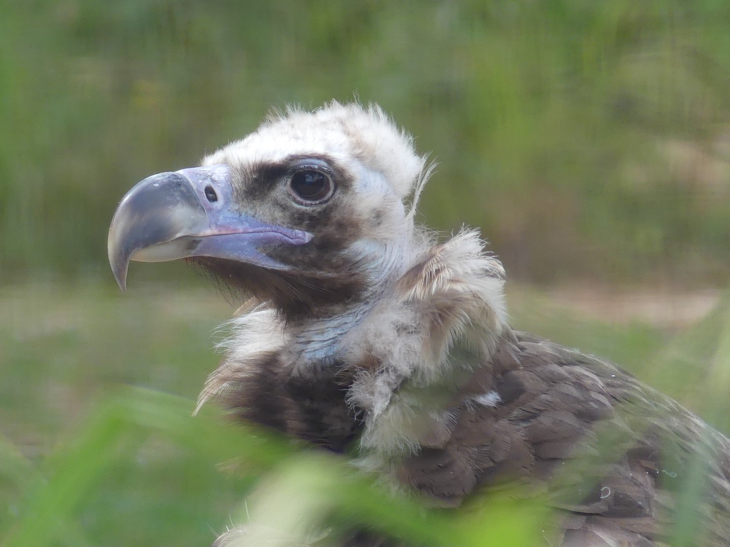 European Black Vulture