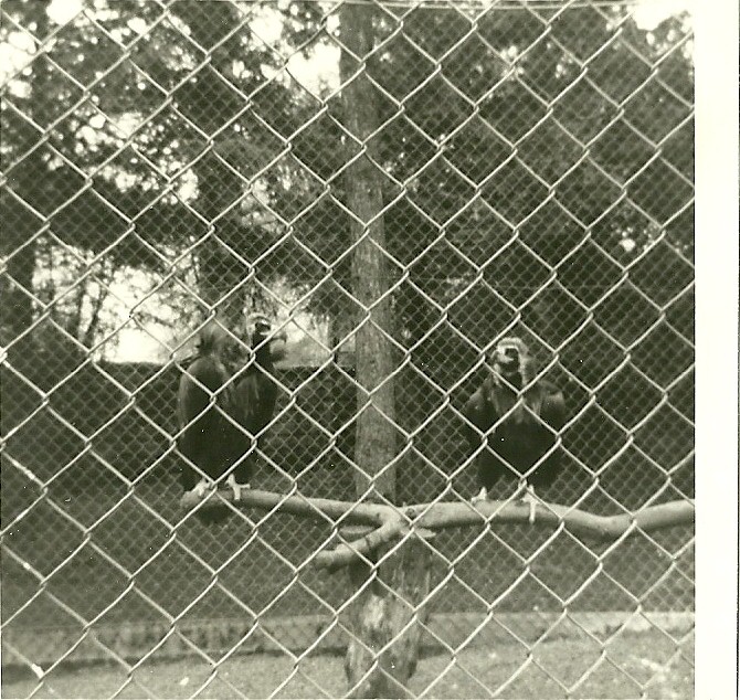 European Black Vultures 1976