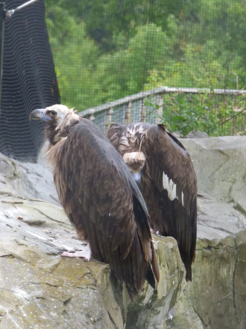 European Black Vultures in Old Condor Aviary/Europe on Edge 2.0
