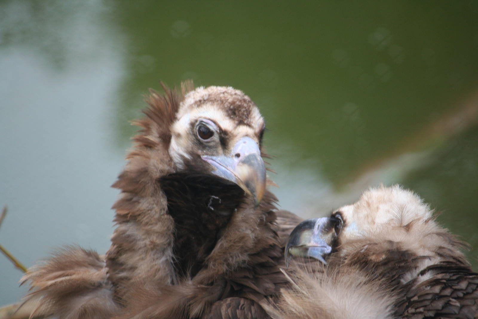 European Black Vultures