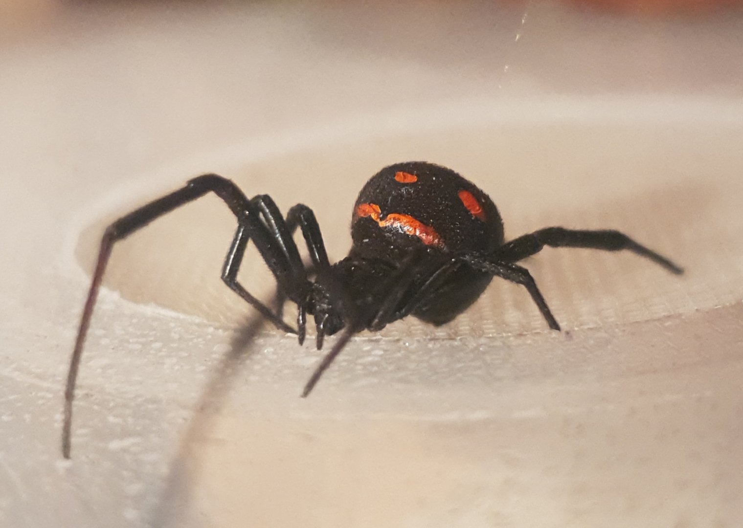 European Black Widow Spider