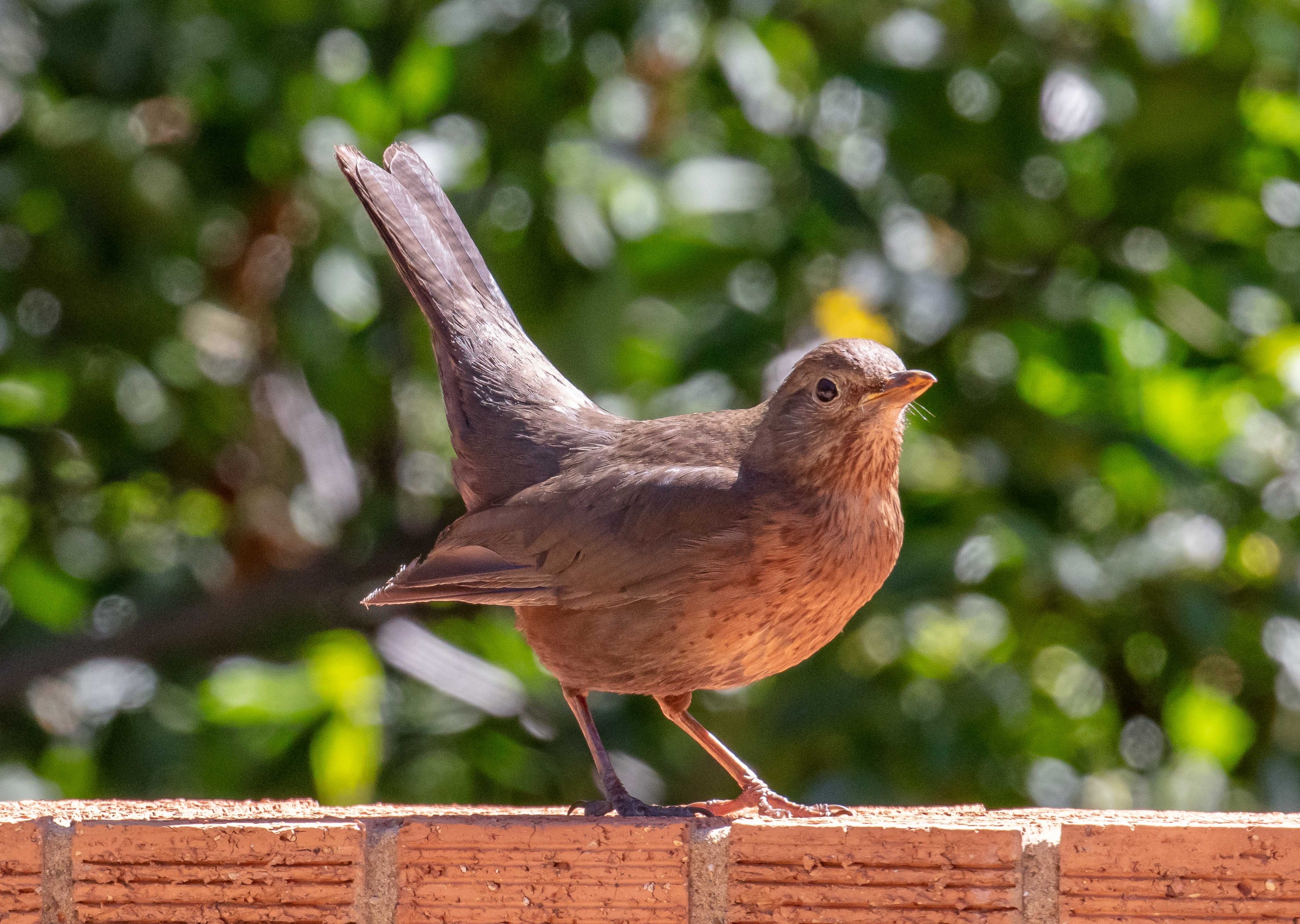 European Blackbird (female)