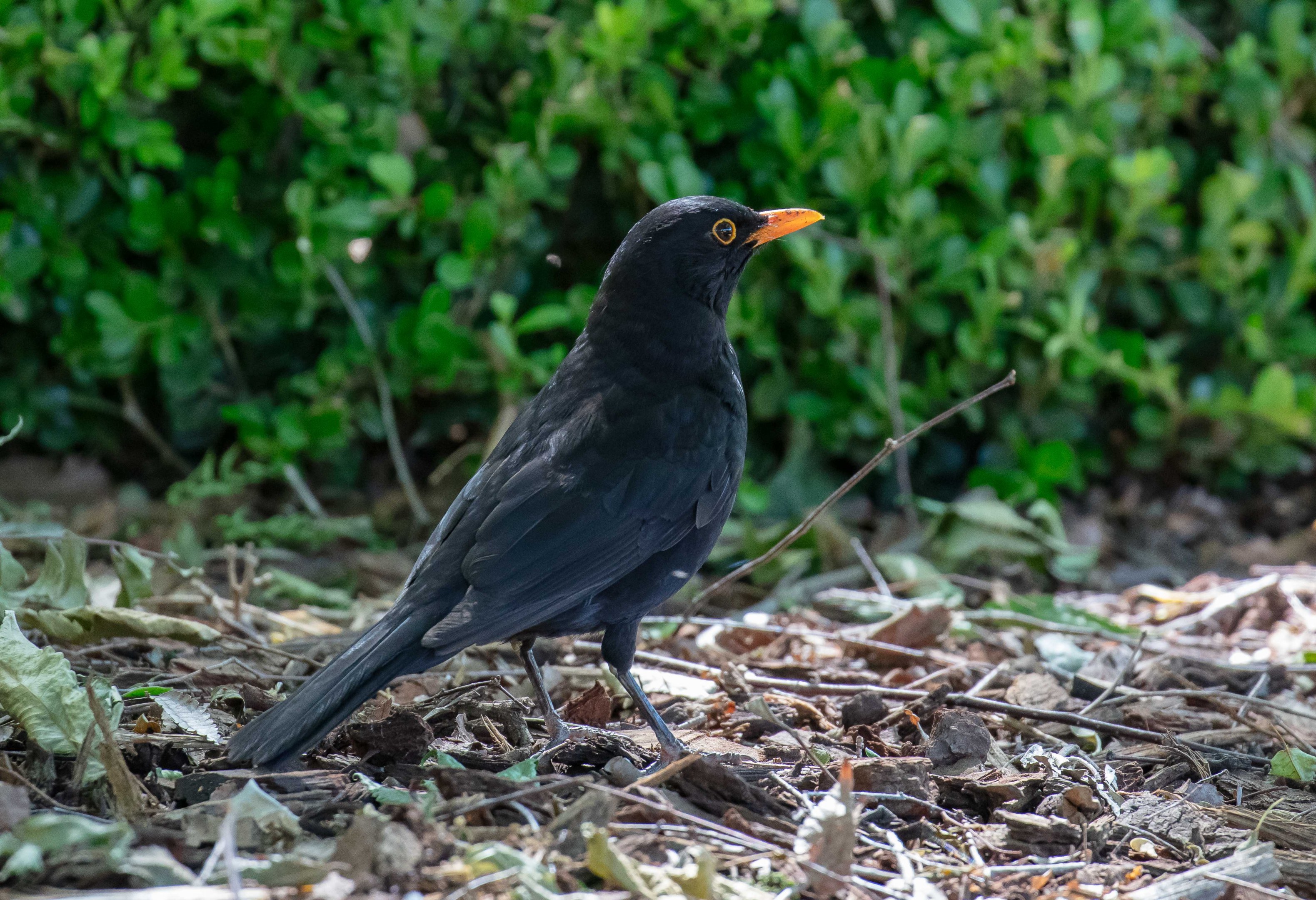 European Blackbird (male)