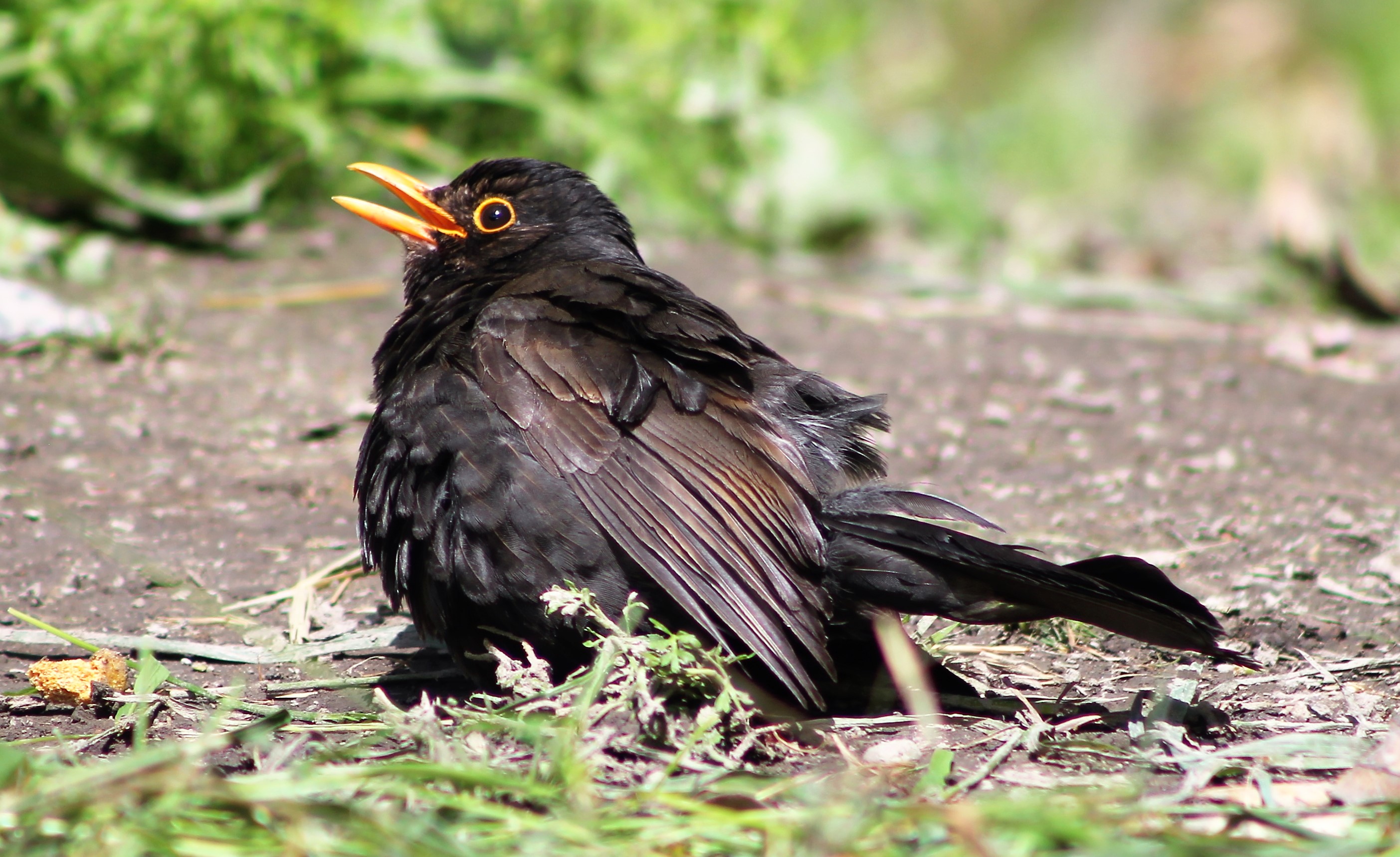 European Blackbird (Turdus merula), sunbathing