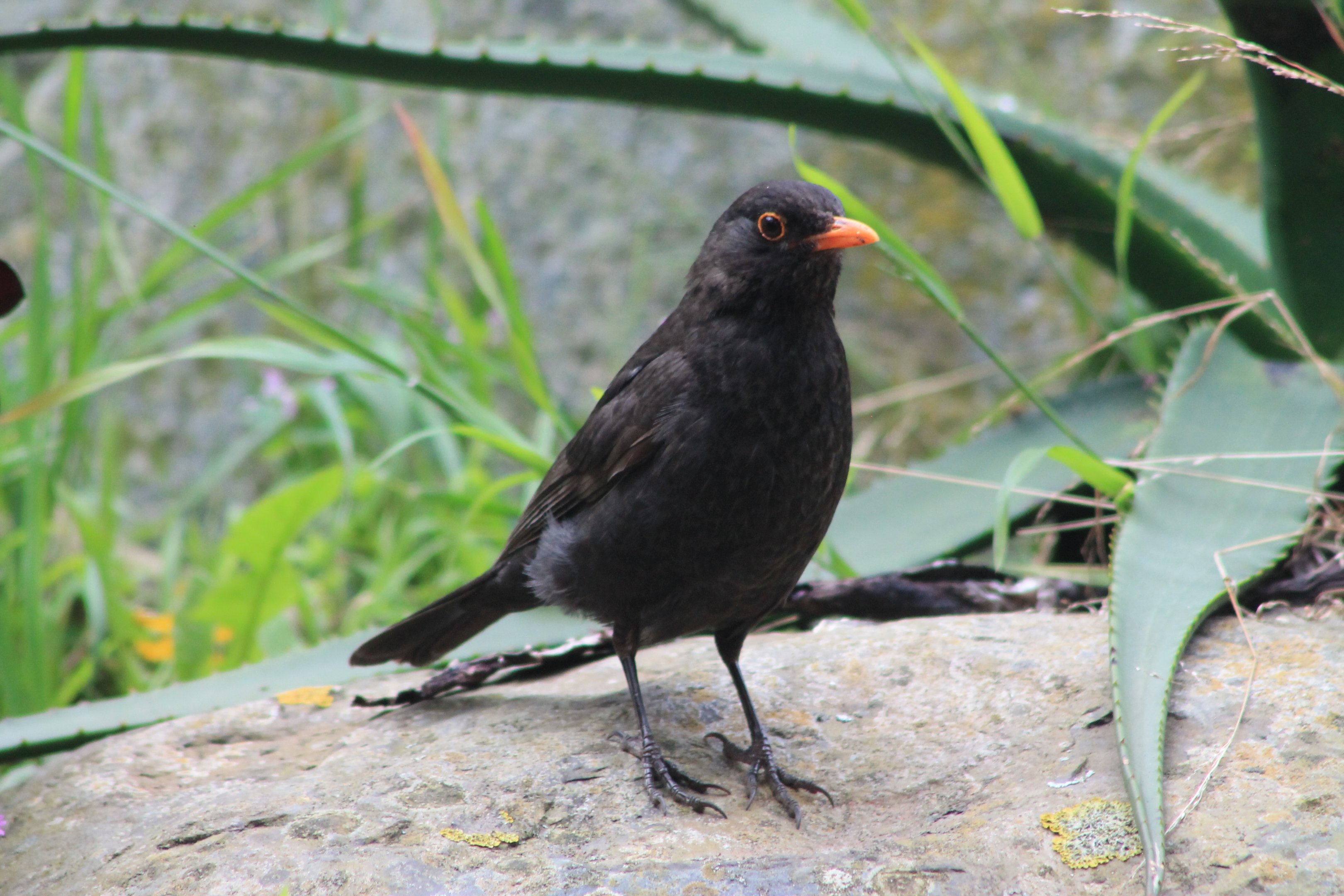 European Blackbird (Turdus merula)