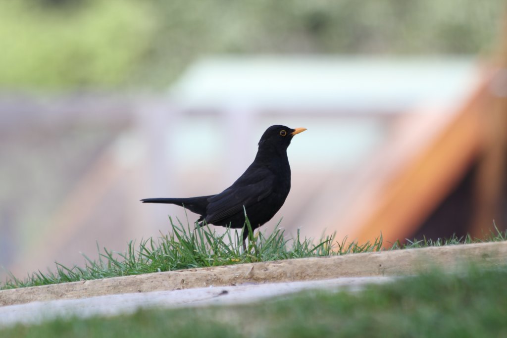 European Blackbird