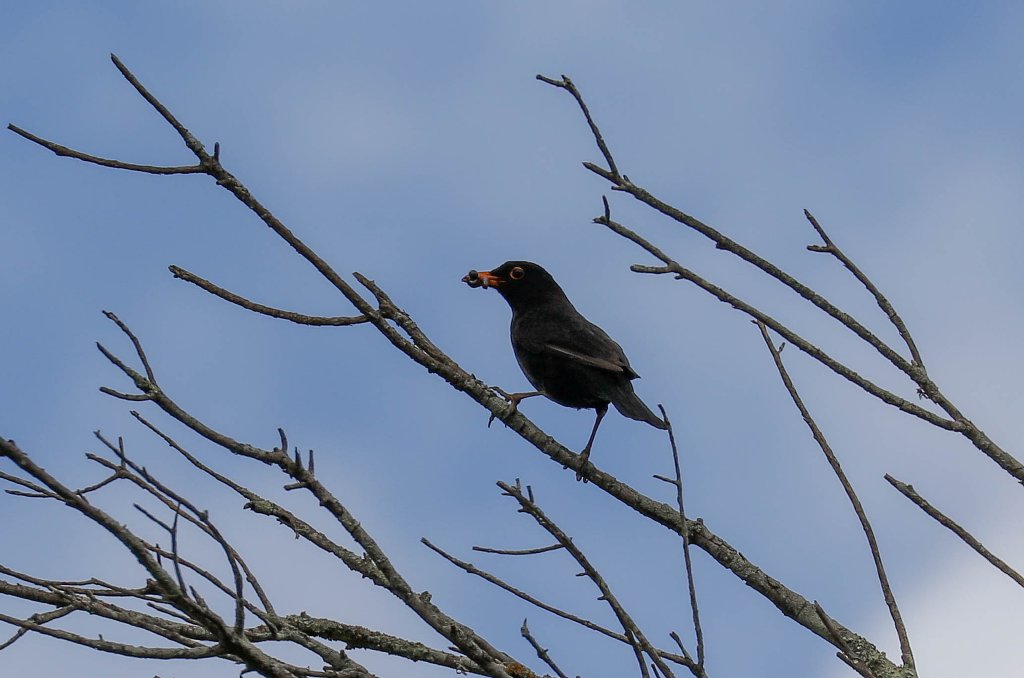 European Blackbird