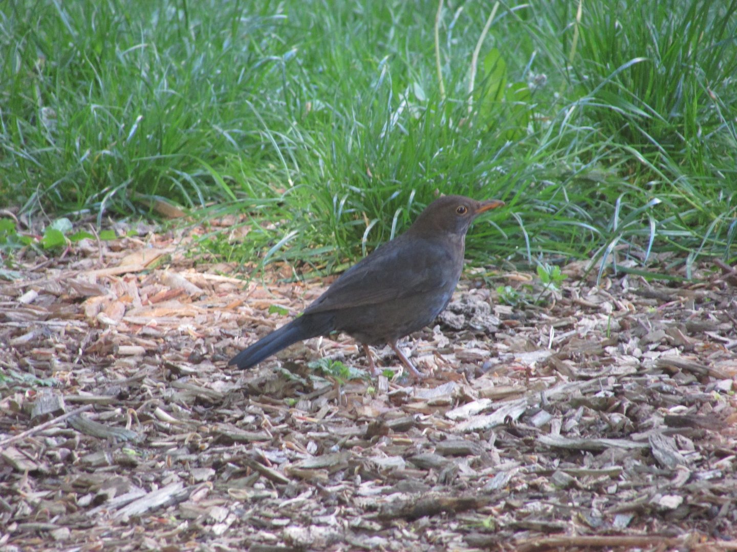 European blackbird
