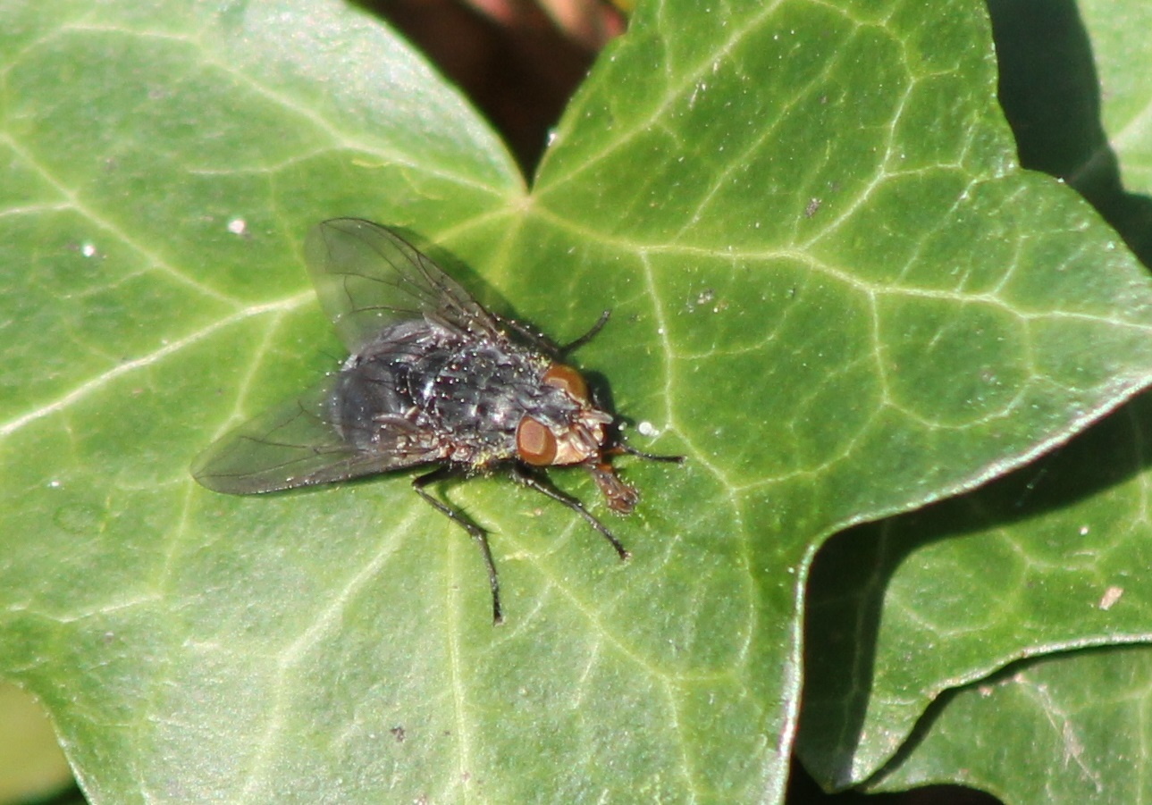 European blowfly - Calliphora vicina