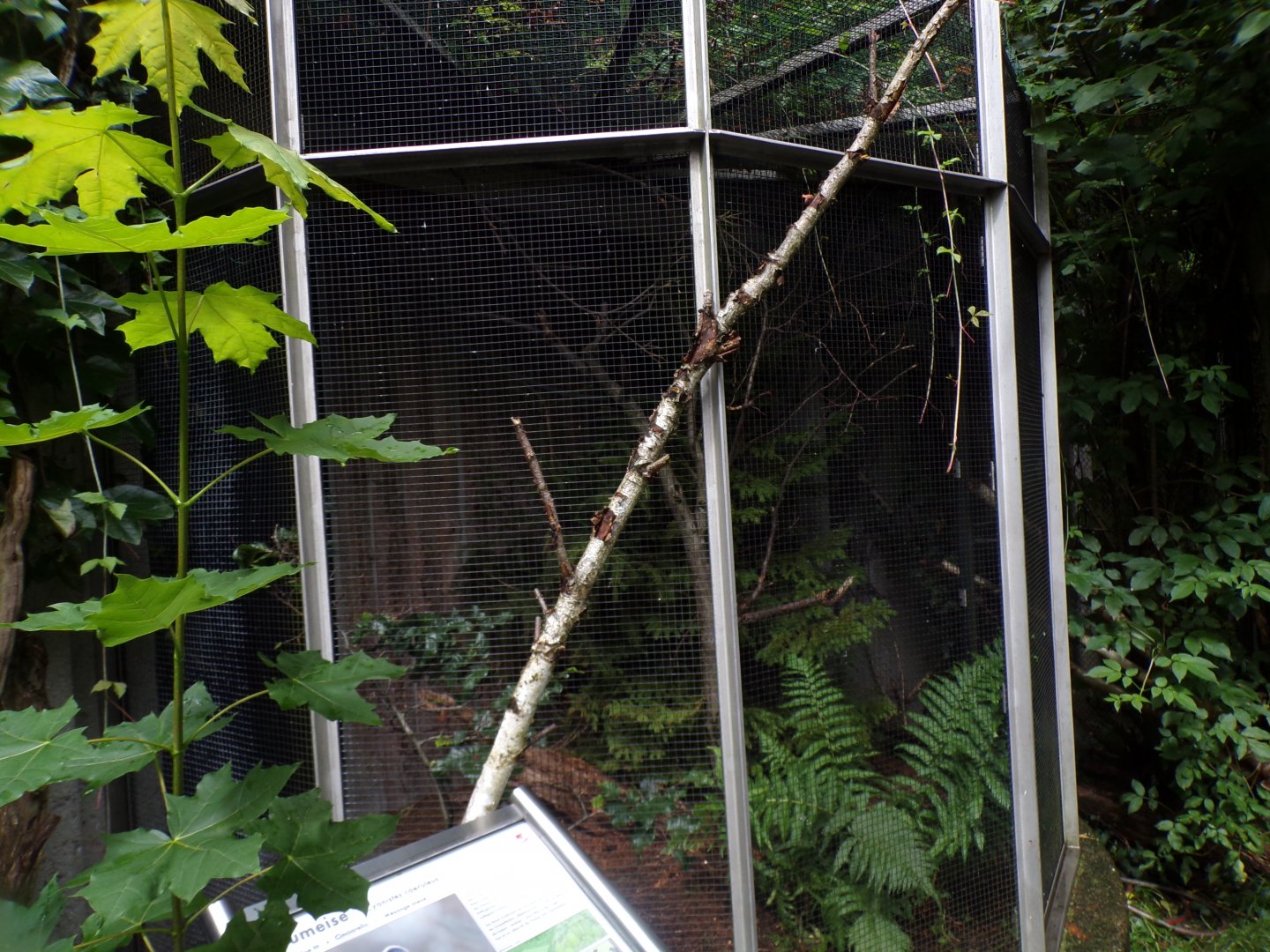 European bluetit aviary 9.7.25