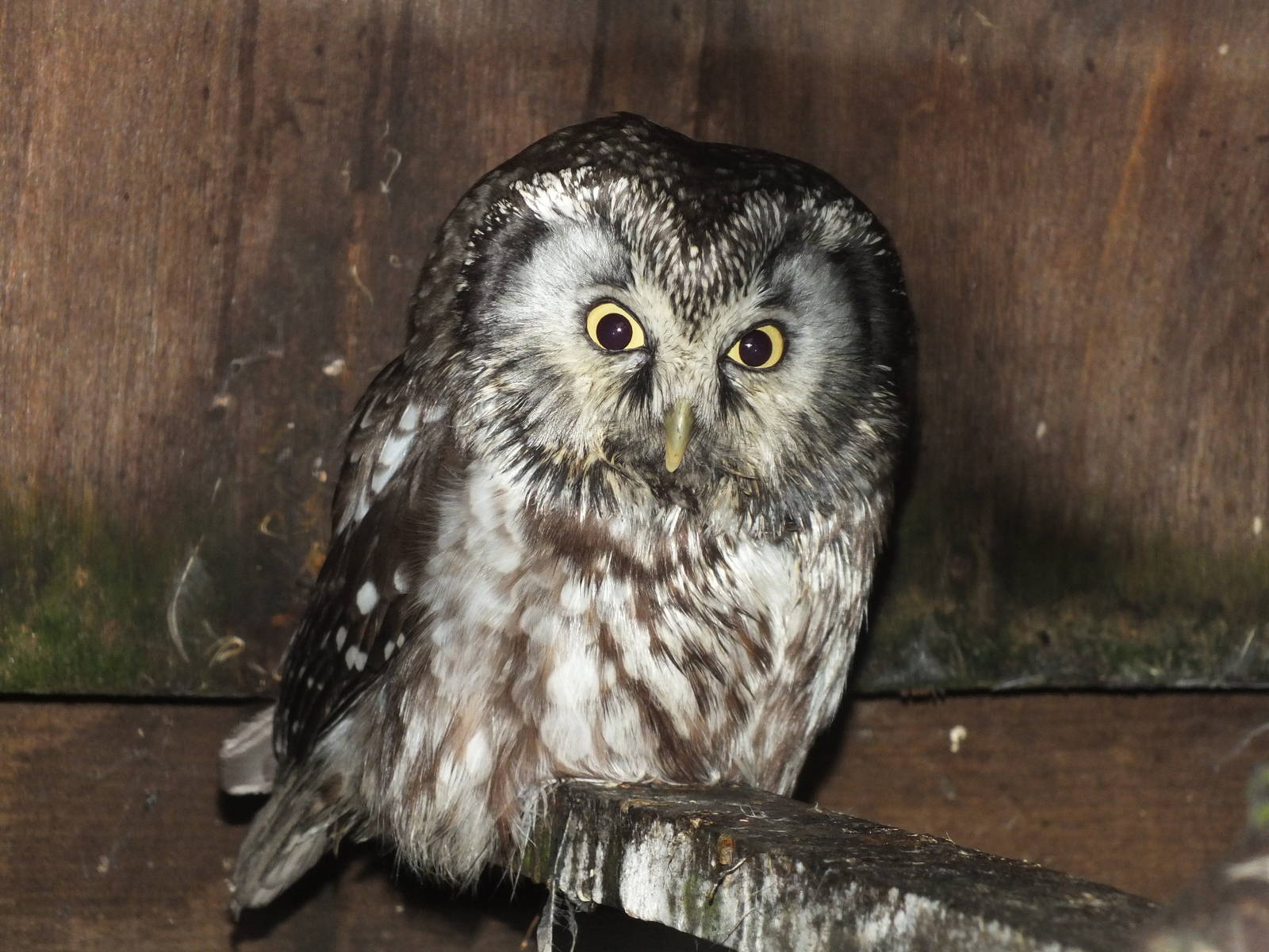European Boreal Owl (Aegolius funereus funereus) at Blackbrook Zoo - Februa