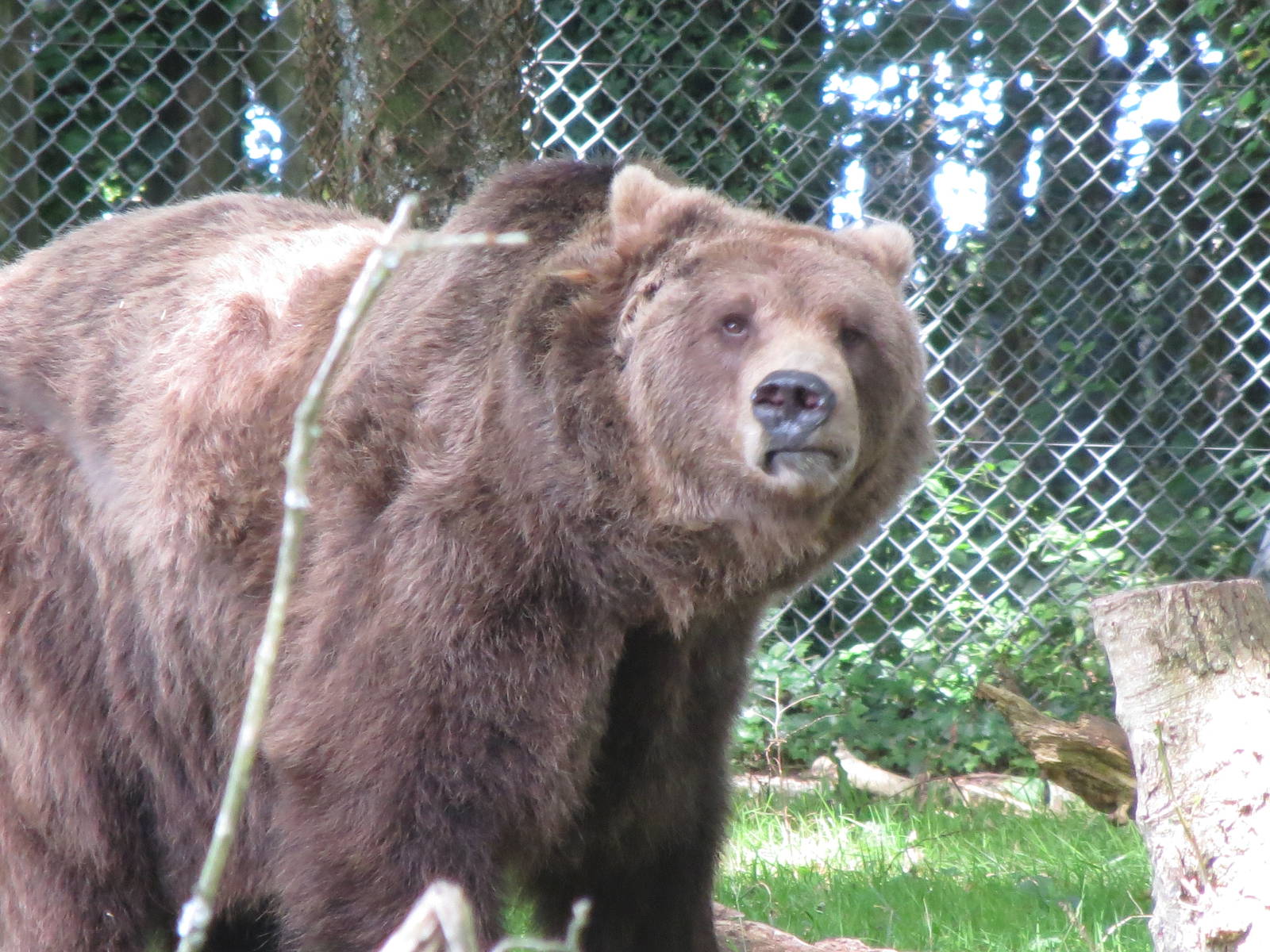 european brown bear 010913