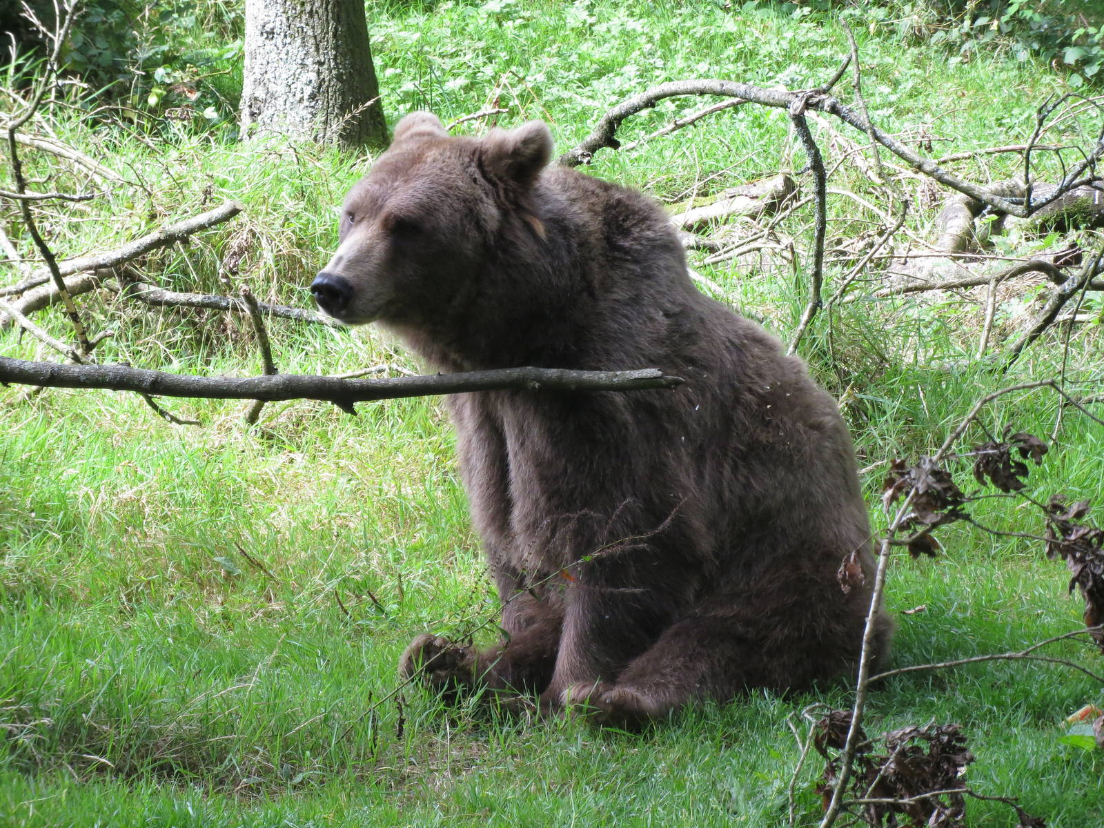 european brown bear 020913