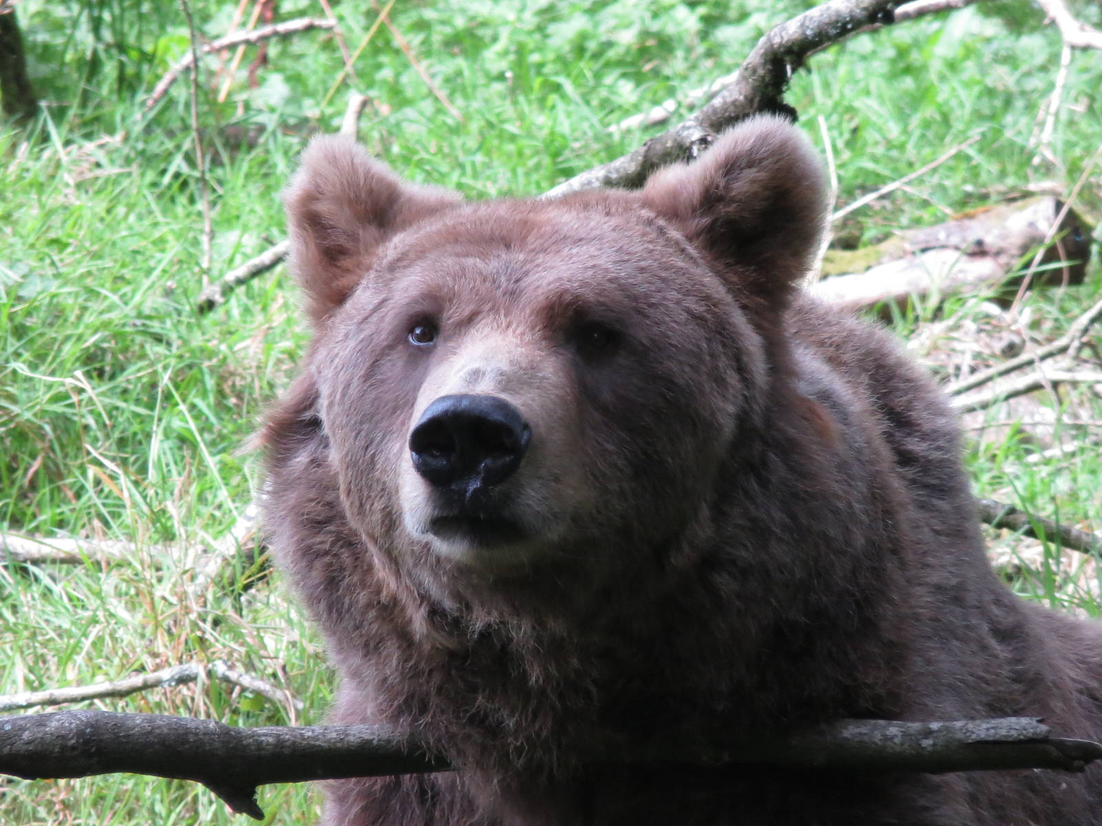 european brown bear 020913