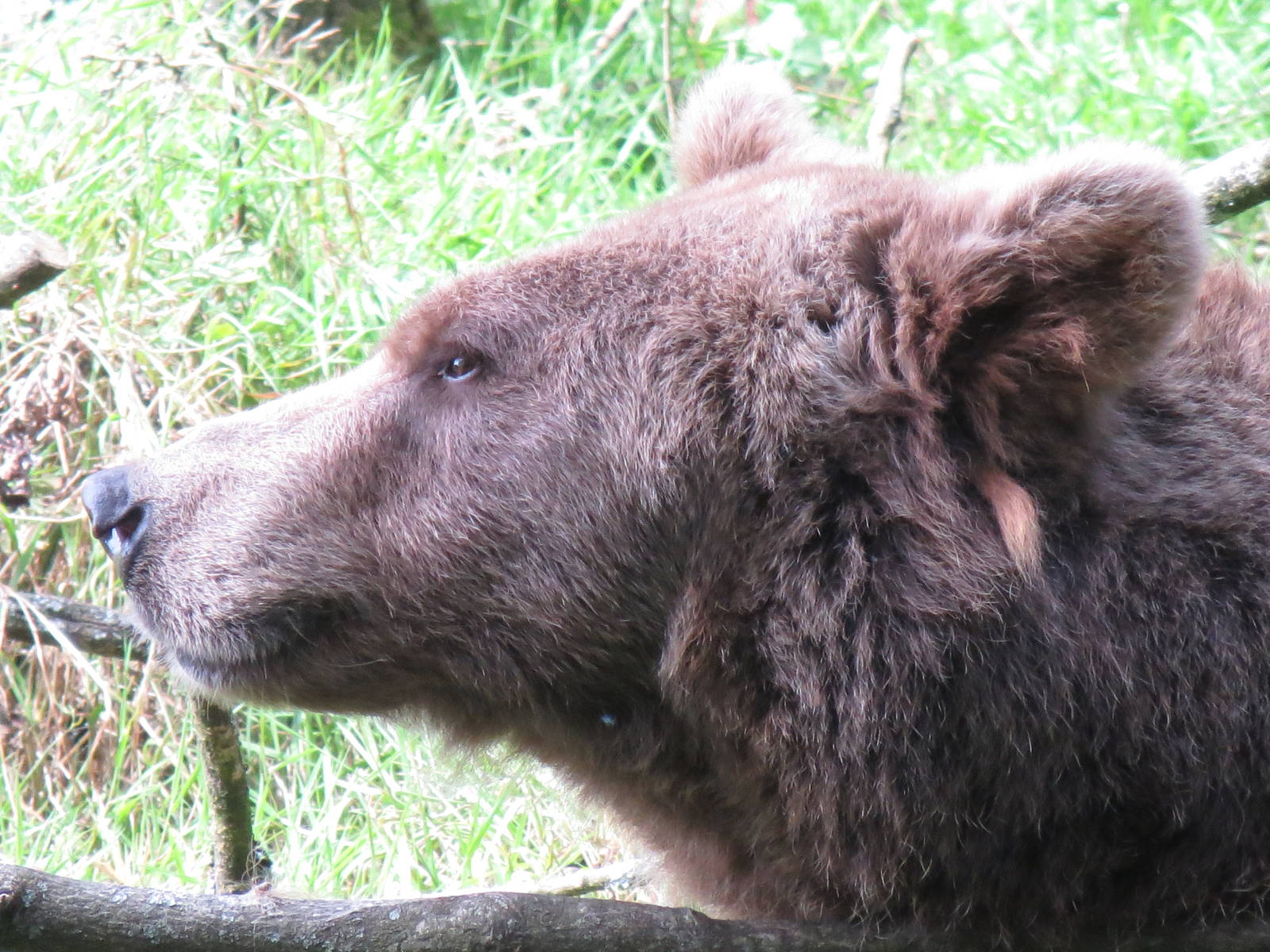 european brown bear 020913