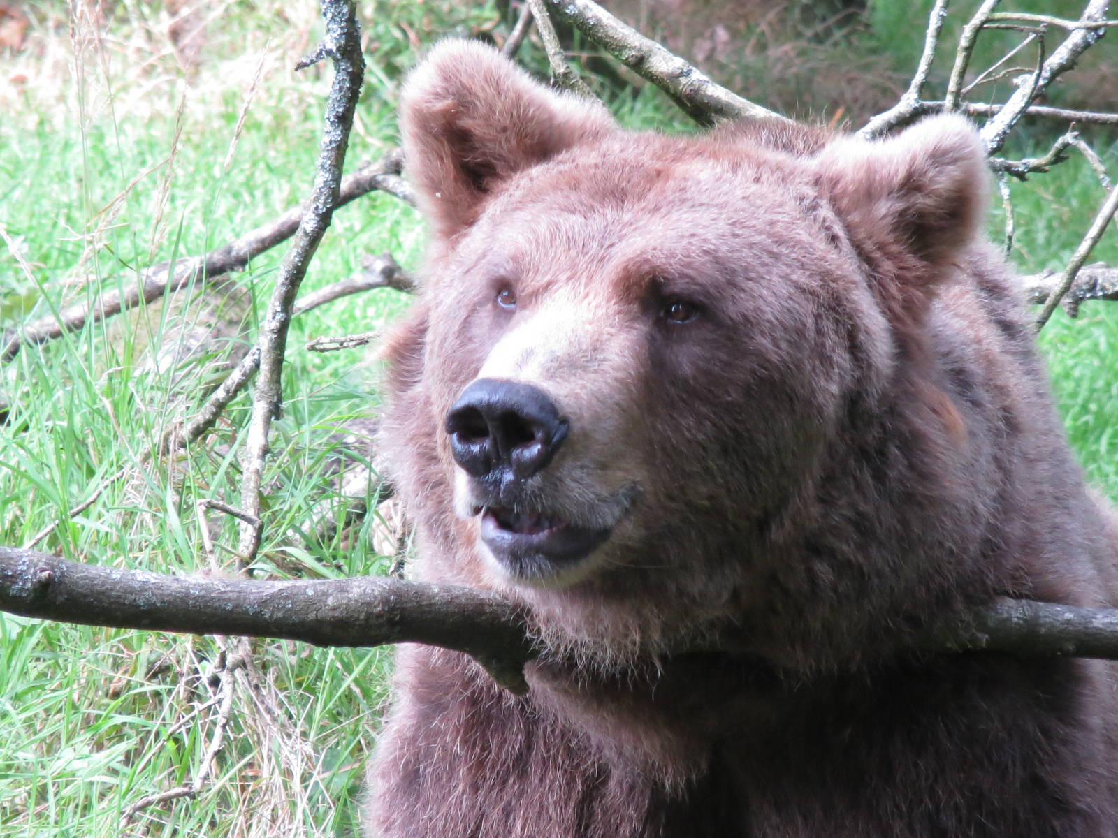 european brown bear 020913
