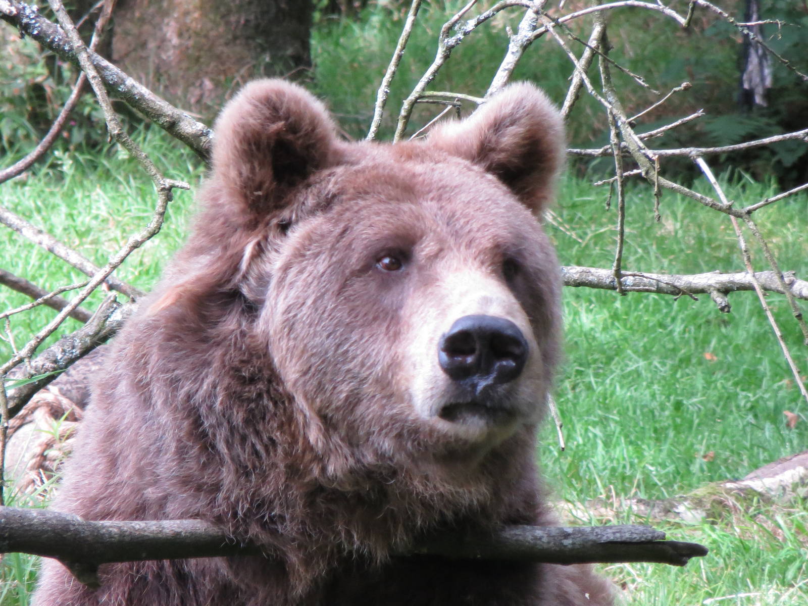 european brown bear 020913