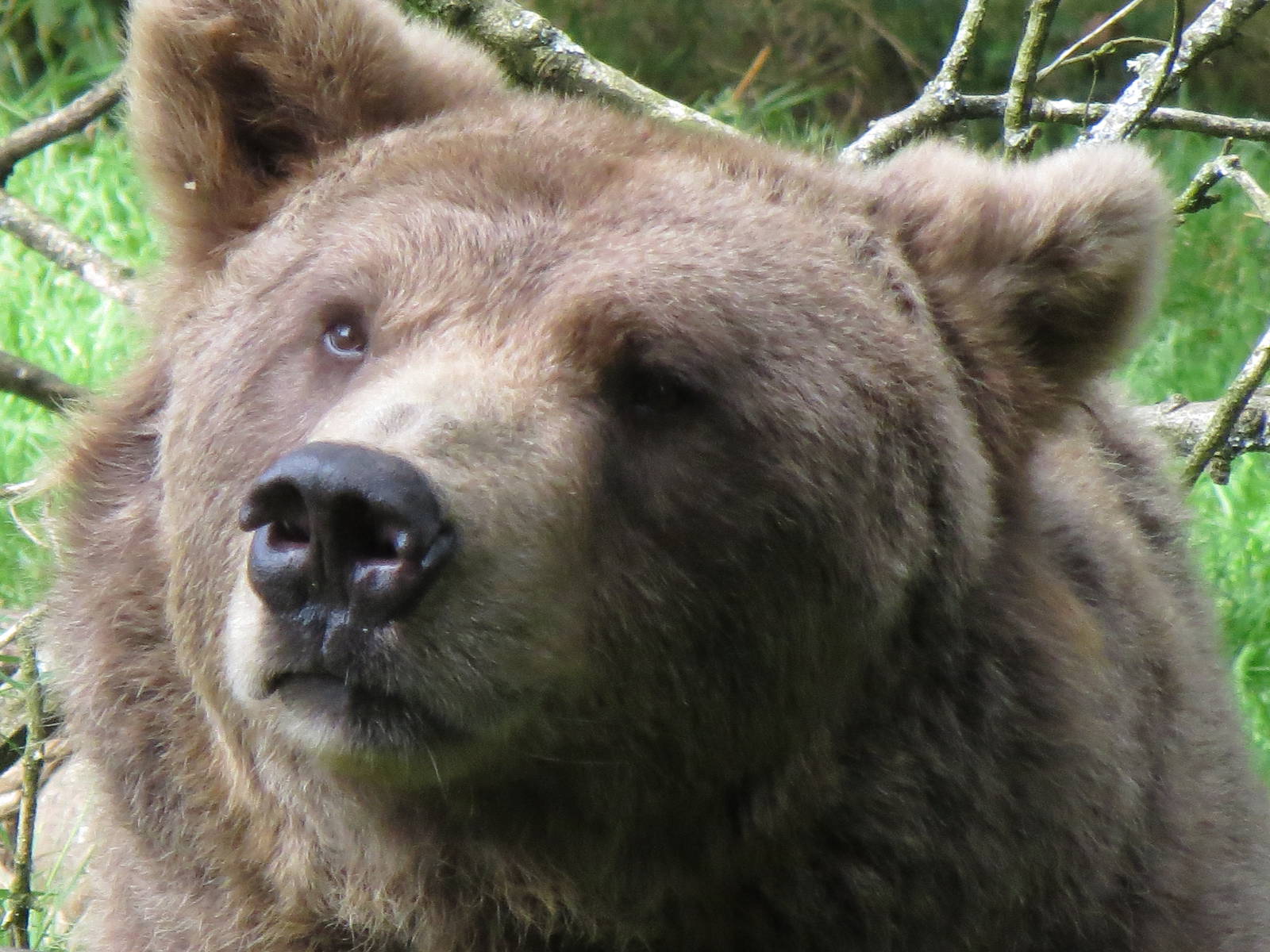 european brown bear 020913