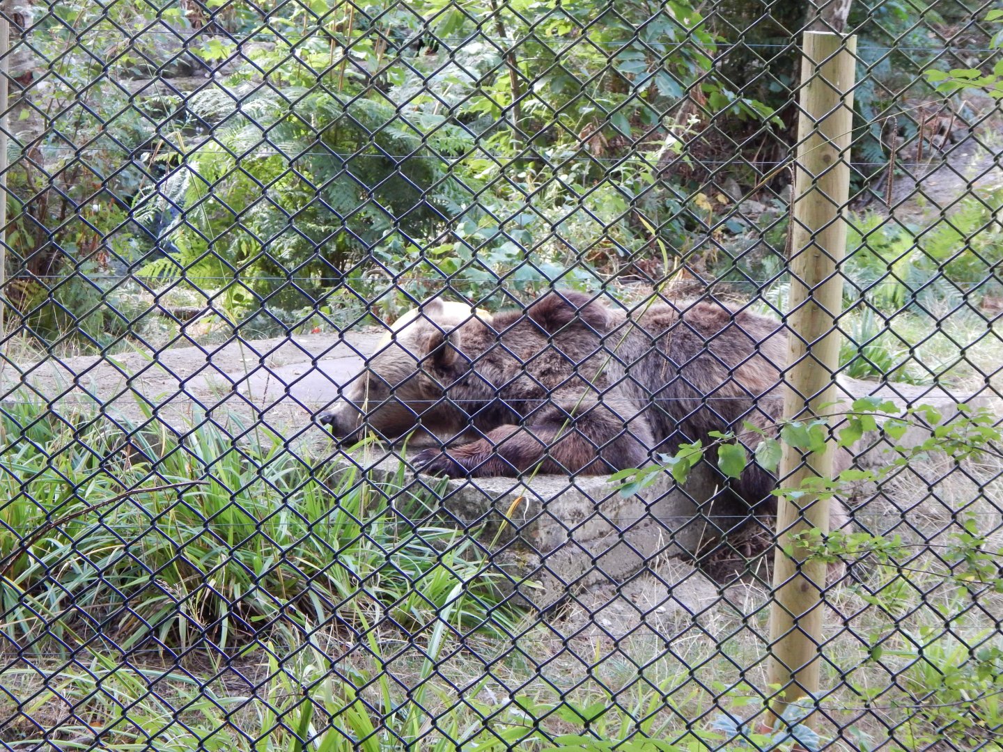 European brown bear 030924