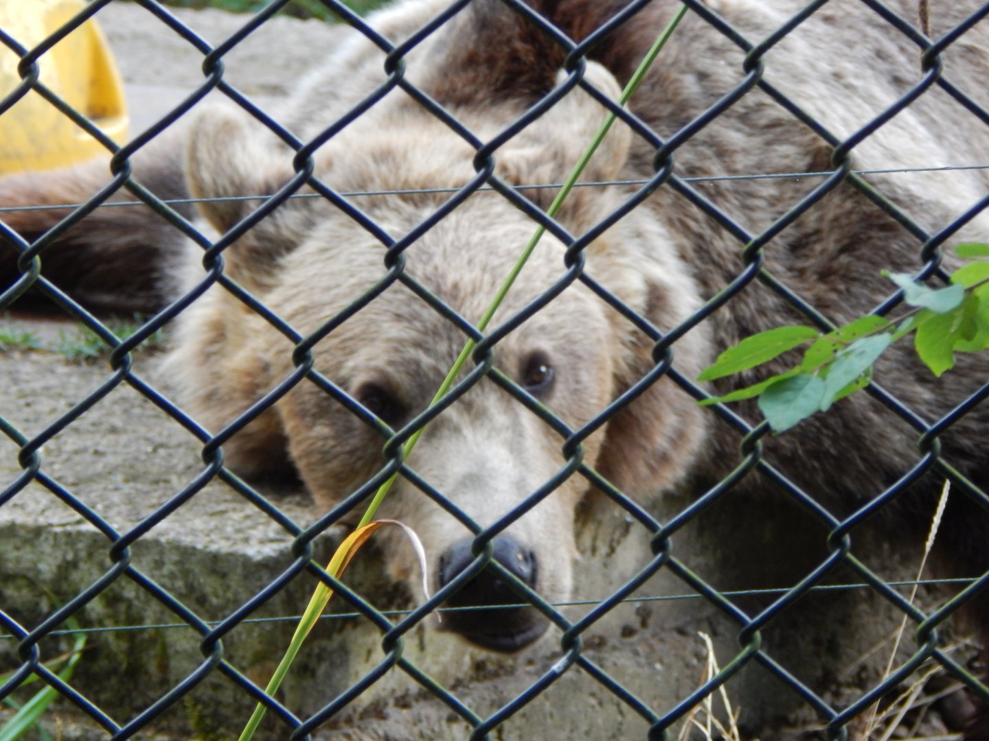 European brown bear 030924