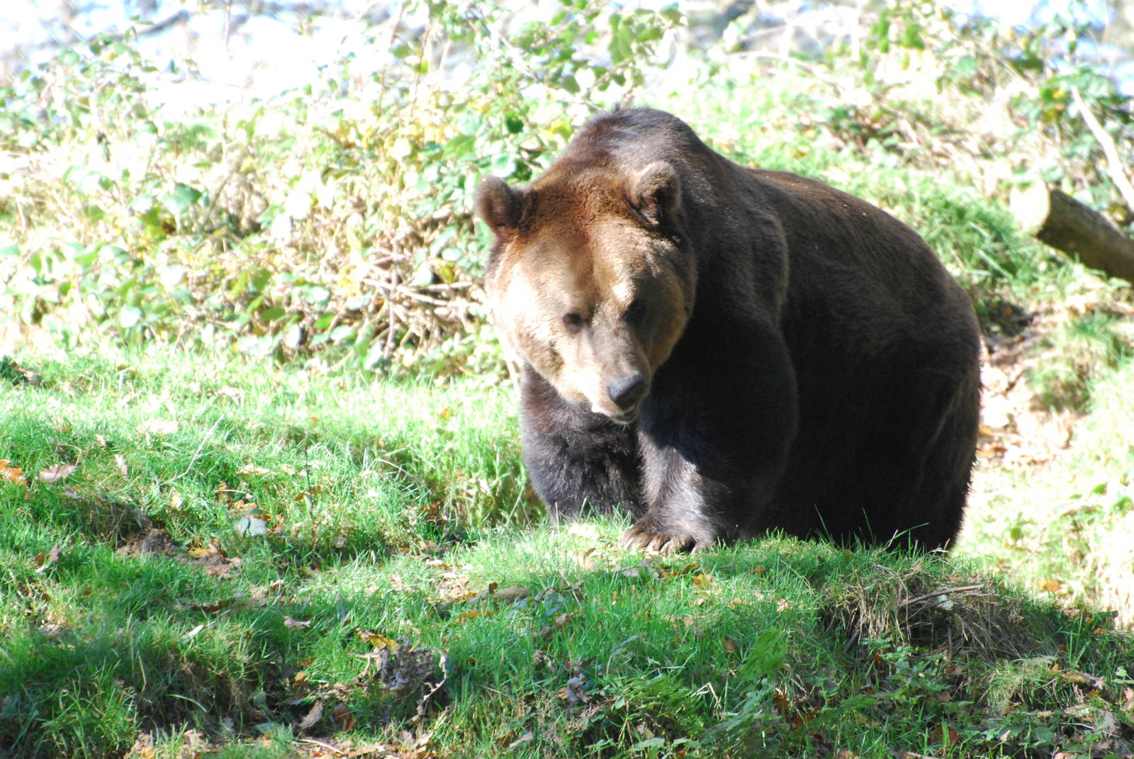 European Brown Bear - 10 November 2010