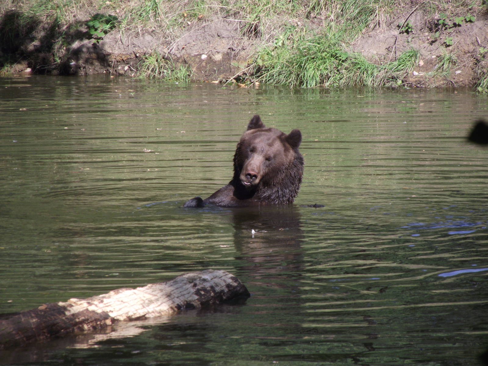 european brown bear 160911