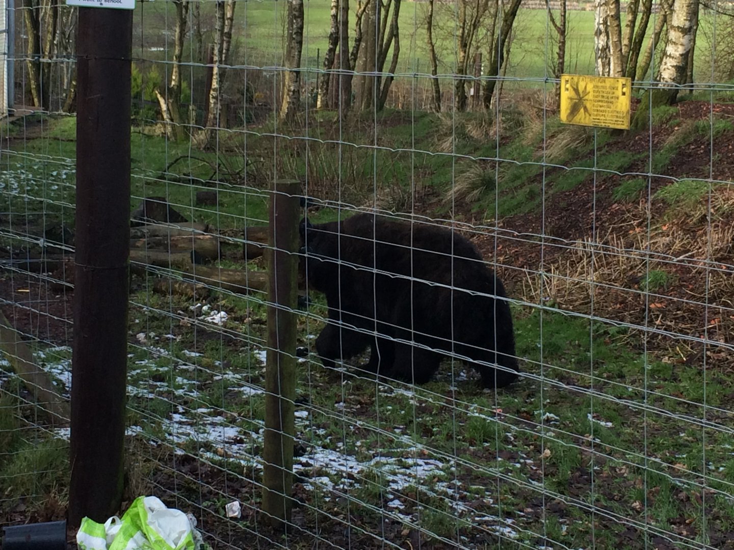 European brown bear (2016)