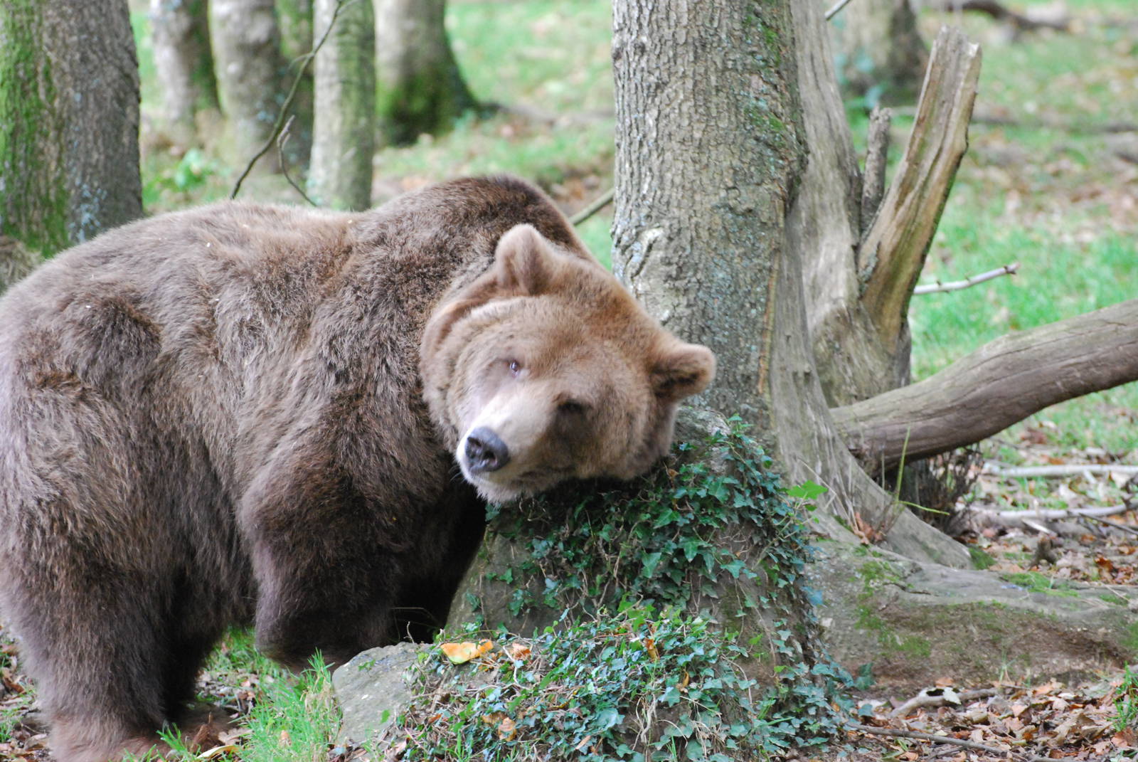 European Brown Bear - 21 October 2010