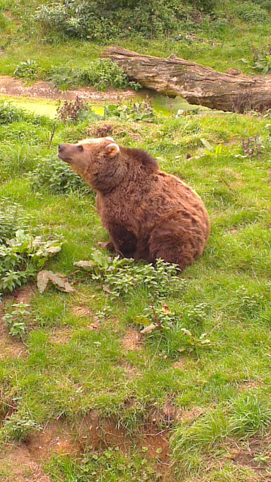 european brown bear 210913