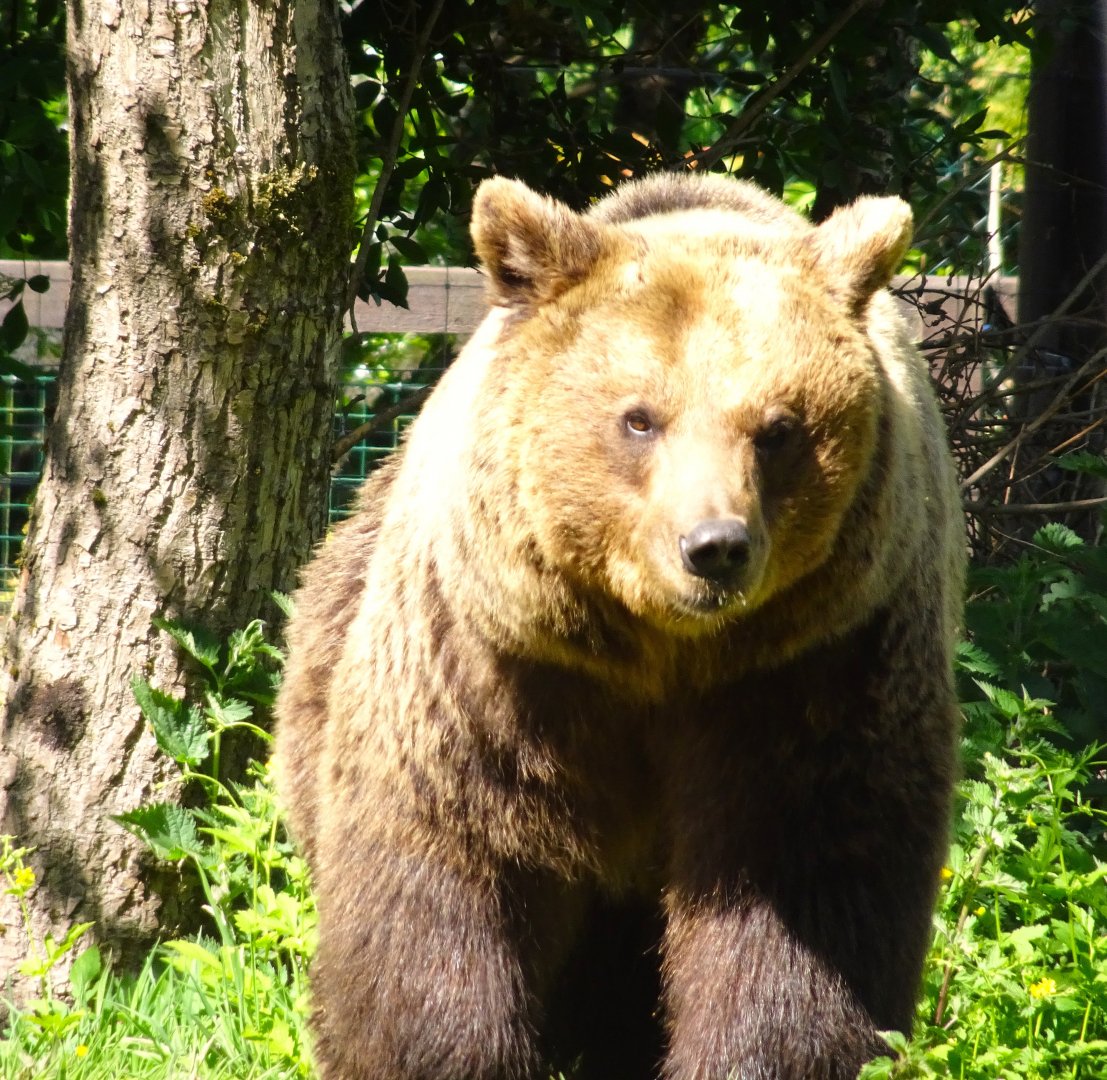 European Brown Bear 22 May 2025