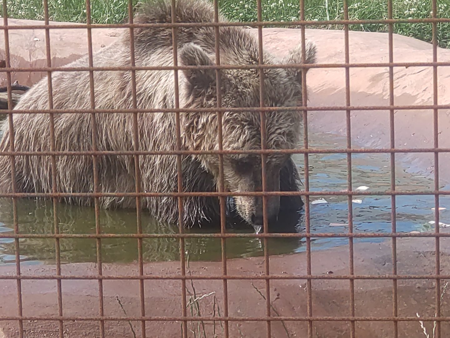 European Brown Bear 25/6/23