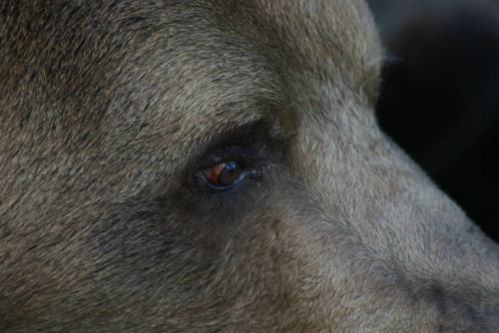European Brown Bear - 26th January 2011