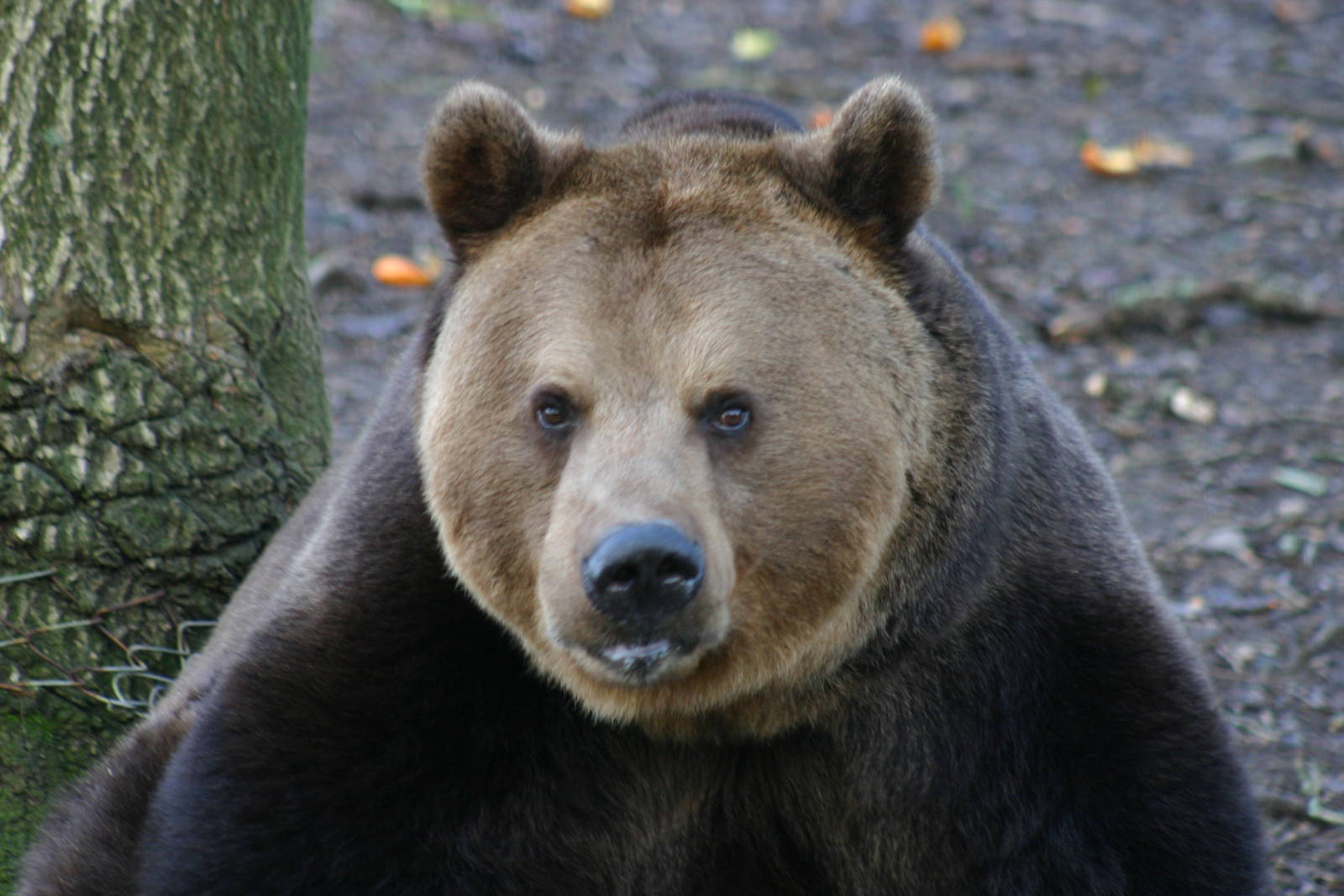 European Brown Bear - 26th January 2011