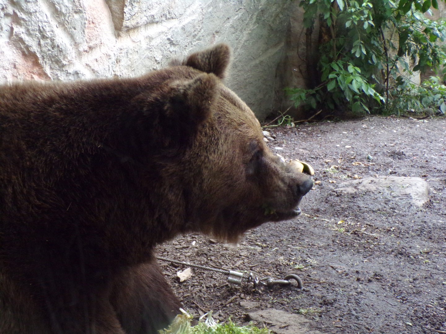 European brown bear 9.7.25