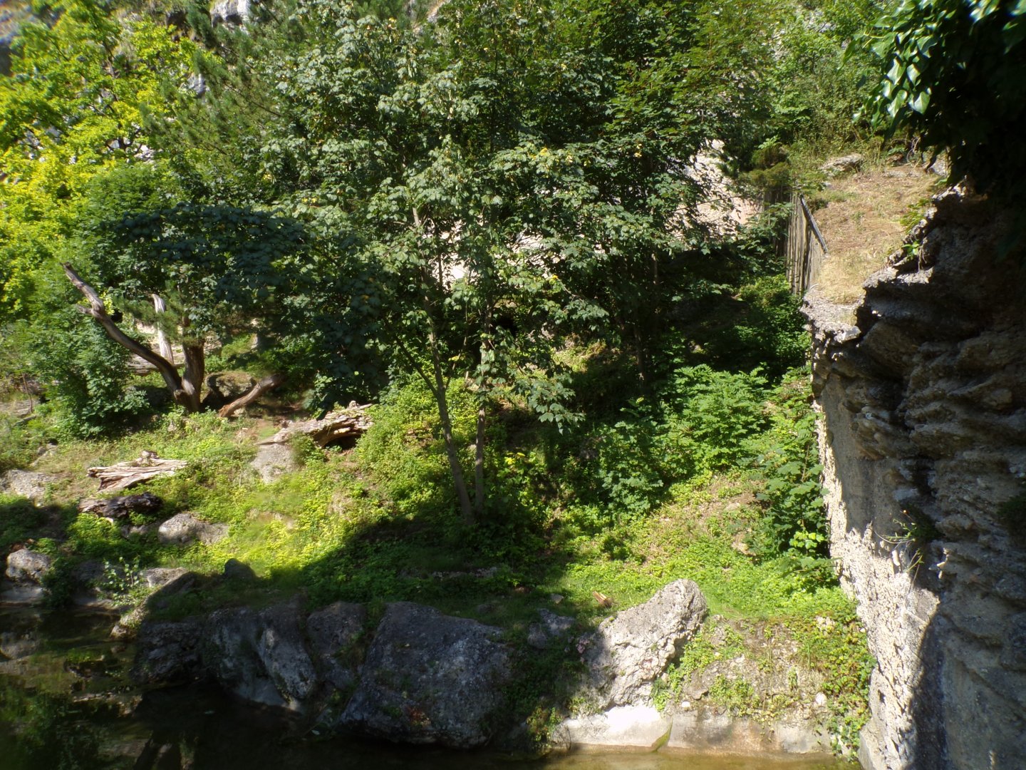 European brown bear and corsac fox enclosure 13.7.25