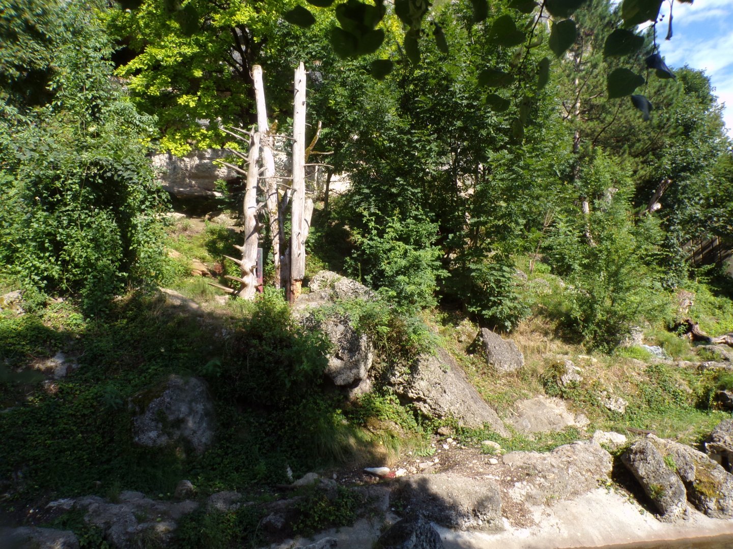 European brown bear and corsac fox enclosure 13.7.25